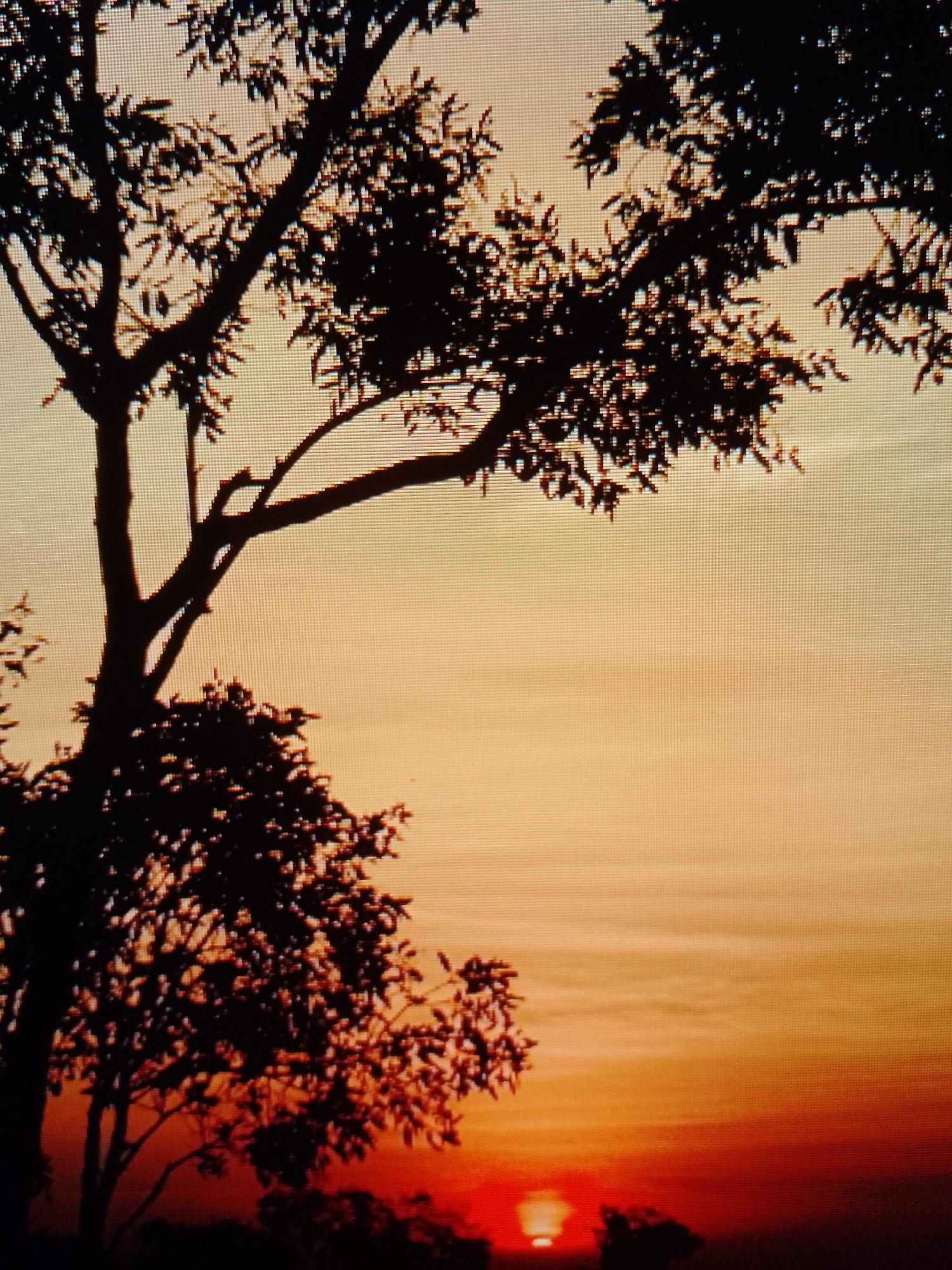 A low-angle shot depicts silhouettes of trees against a vivid sunset. The sky transitions from orange and yellow hues to a fiery red near the horizon, where a bright sun is partially visible. The silhouette of one prominent tree is positioned on the left of the frame, with branches extending towards the upper part of the image. Smaller trees and foliage are also visible in the foreground. The location is Unknown, Unknown.