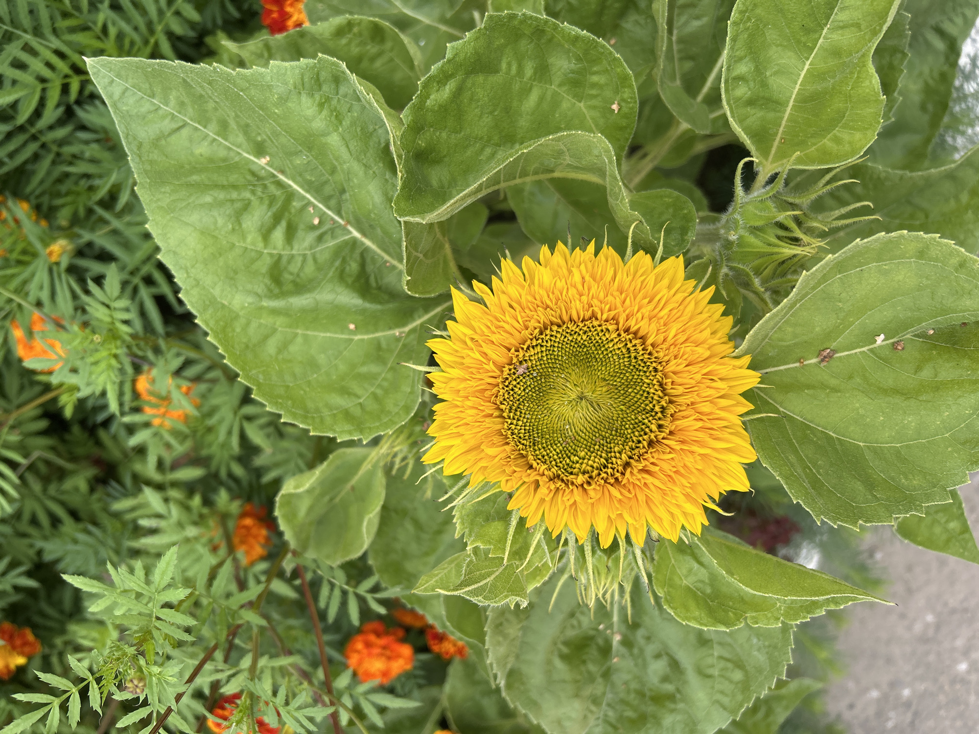 A single, fully bloomed sunflower with bright yellow petals and a green center is the main subject of this close-up, outdoor shot. The sunflower is positioned slightly off-center to the right, with its face turned upwards. Surrounding the sunflower are large, vibrant green leaves, some of which are slightly wilted and textured. In the background, out of focus, are smaller orange marigold flowers and more green foliage. The lighting suggests it is daytime, possibly overcast, as there are no harsh shadows. The scene appears to be a garden or a park setting. There are no people, animals, or man-made structures visible. The image does not provide any information about the city of Tomsk, Russia.