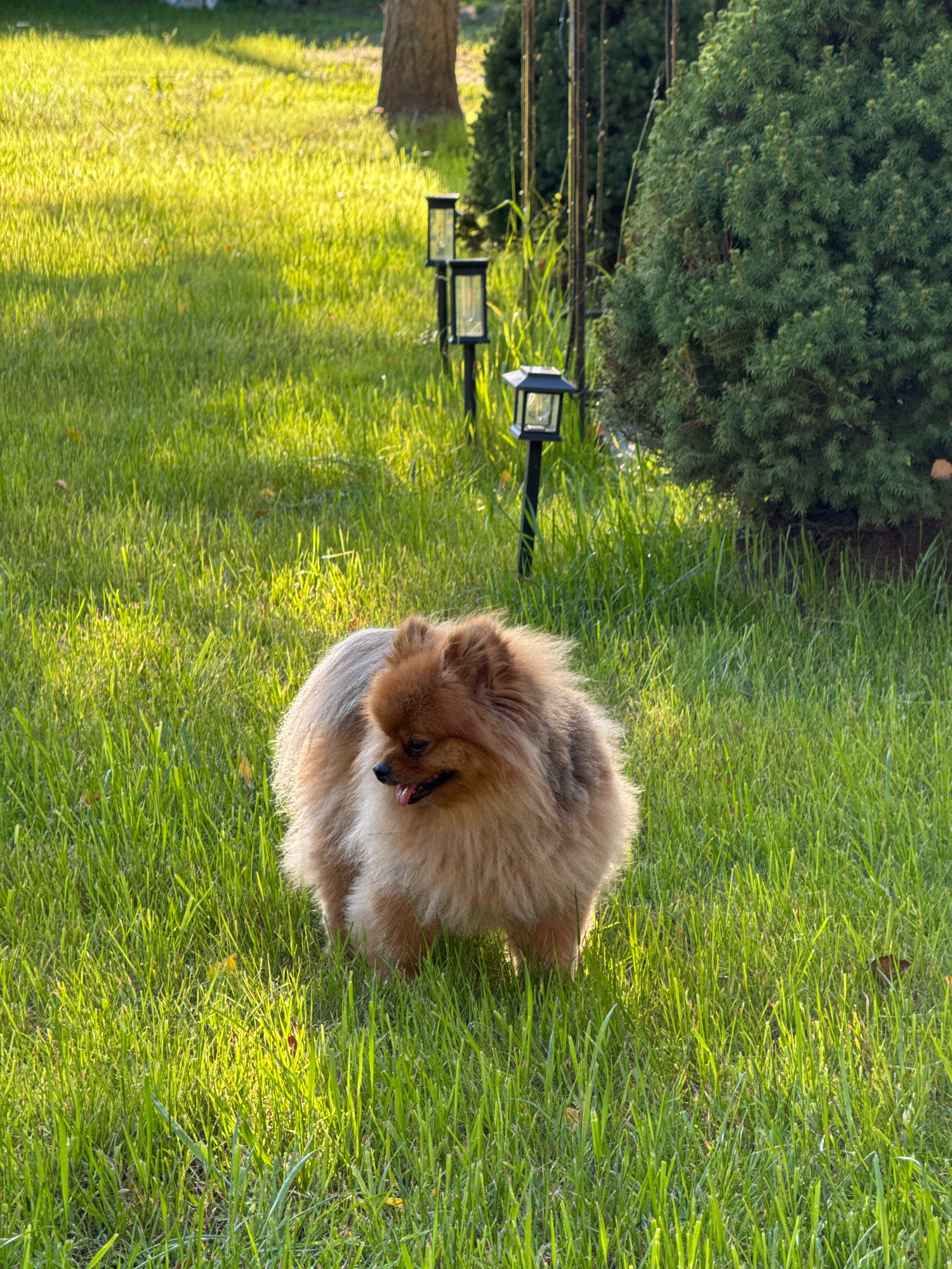The image shows a Pomeranian dog standing on a lush green lawn. The dog is light brown and fluffy with its tongue slightly out. In the background, there are several solar-powered garden lights and a large evergreen tree. The sunlight is casting long shadows across the grass, indicating it is either early morning or late afternoon. The scene appears to be a well-maintained garden or backyard. The location provided, Вароніцкі сельскі Савет, Belarus, is an administrative division within Belarus.