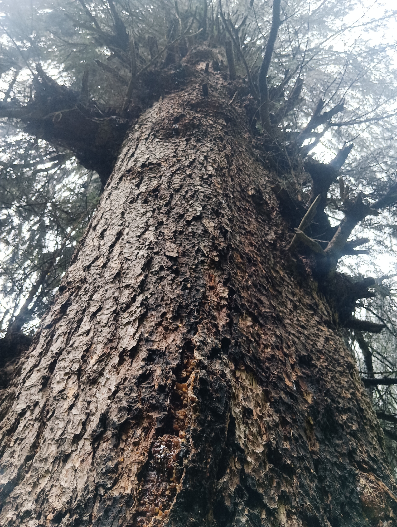 A low-angle, close-up, vertical shot features the thick, textured bark of a large tree. The bark is rough, deeply grooved, and shows areas of both lighter brown and darker, almost black, patches, suggesting age or damage. Some lighter, possibly resinous, material is visible on the lower right section of the trunk. Above the trunk, bare branches of the tree extend upwards, silhouetted against an overcast, bright sky that appears hazy or foggy. The overall atmosphere is muted and slightly ominous. The image does not depict any people or specific urban elements, and therefore cannot be definitively placed within the city of Chhyal, India.