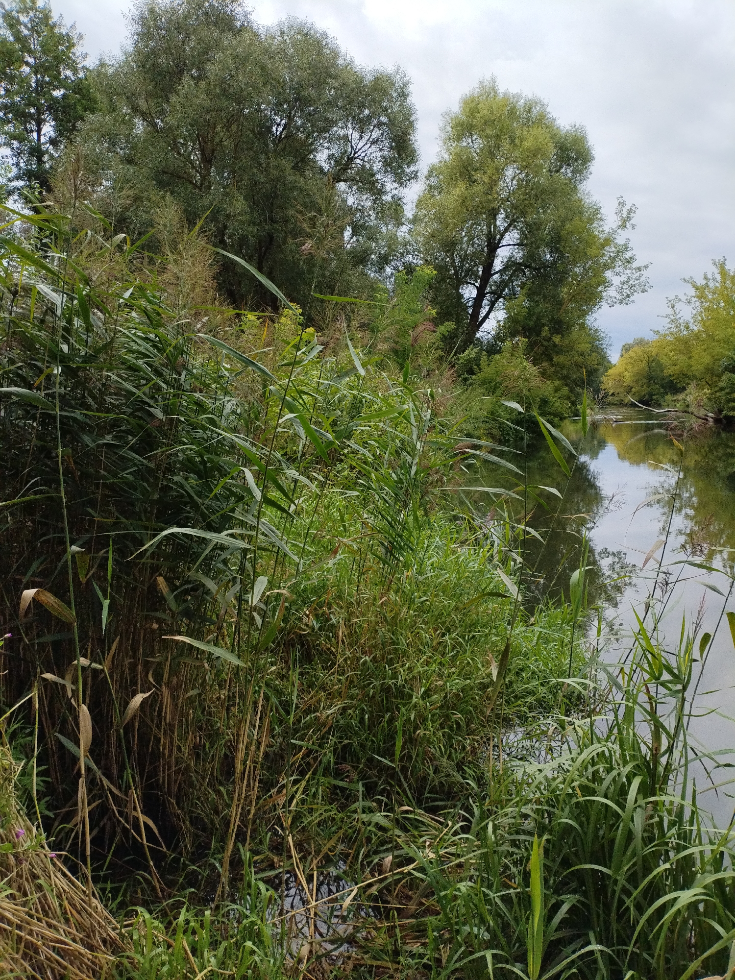 The image depicts a natural scene along the bank of a river in Bialynichy, Belarus. Dense green reeds and tall grass line the foreground, growing from the water's edge and creating a thick natural barrier. Beyond the reeds, the calm river reflects the overcast sky and the lush green trees that form a canopy over the opposite bank and stretch into the distance. The trees are a mix of deciduous varieties, with the foliage appearing full and healthy. The sky is a uniform grey, suggesting a cloudy day. No people, animals, or man-made structures are visible in the frame, emphasizing the untouched, wild nature of the location.