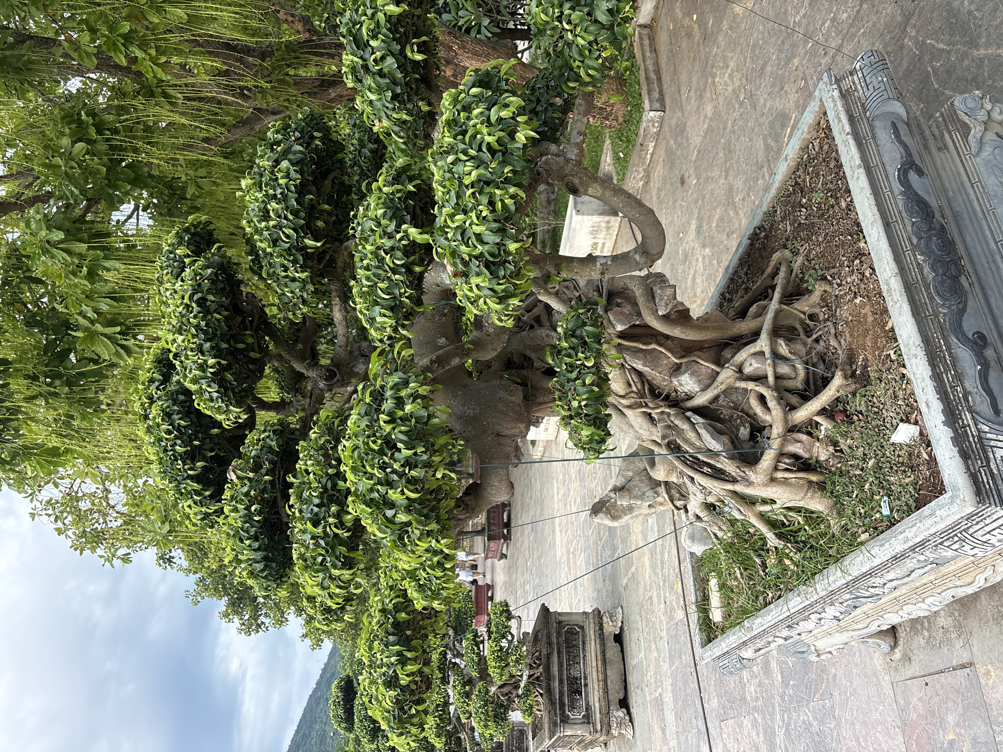 The image depicts a meticulously cultivated bonsai tree with an elaborate, exposed root system, positioned prominently in a stone planter. The tree has dense, dark green foliage arranged in cloud-like formations. The planter itself is ornate, featuring carved designs. In the background, other bonsai trees in similar planters are visible, suggesting a garden or exhibition setting. Beyond the trees, a paved area with light-colored stone tiles is observed. A few people are seen in the middle ground, walking in the distance. Further back, a lush green hill or mountain can be seen under a cloudy sky. The overall impression is one of a serene and artfully maintained natural space. This scene is likely located in the park adjacent to the Da Nang Museum of Cham Sculpture, known for its collection of Cham artifacts and its botanical gardens which feature numerous bonsai trees.