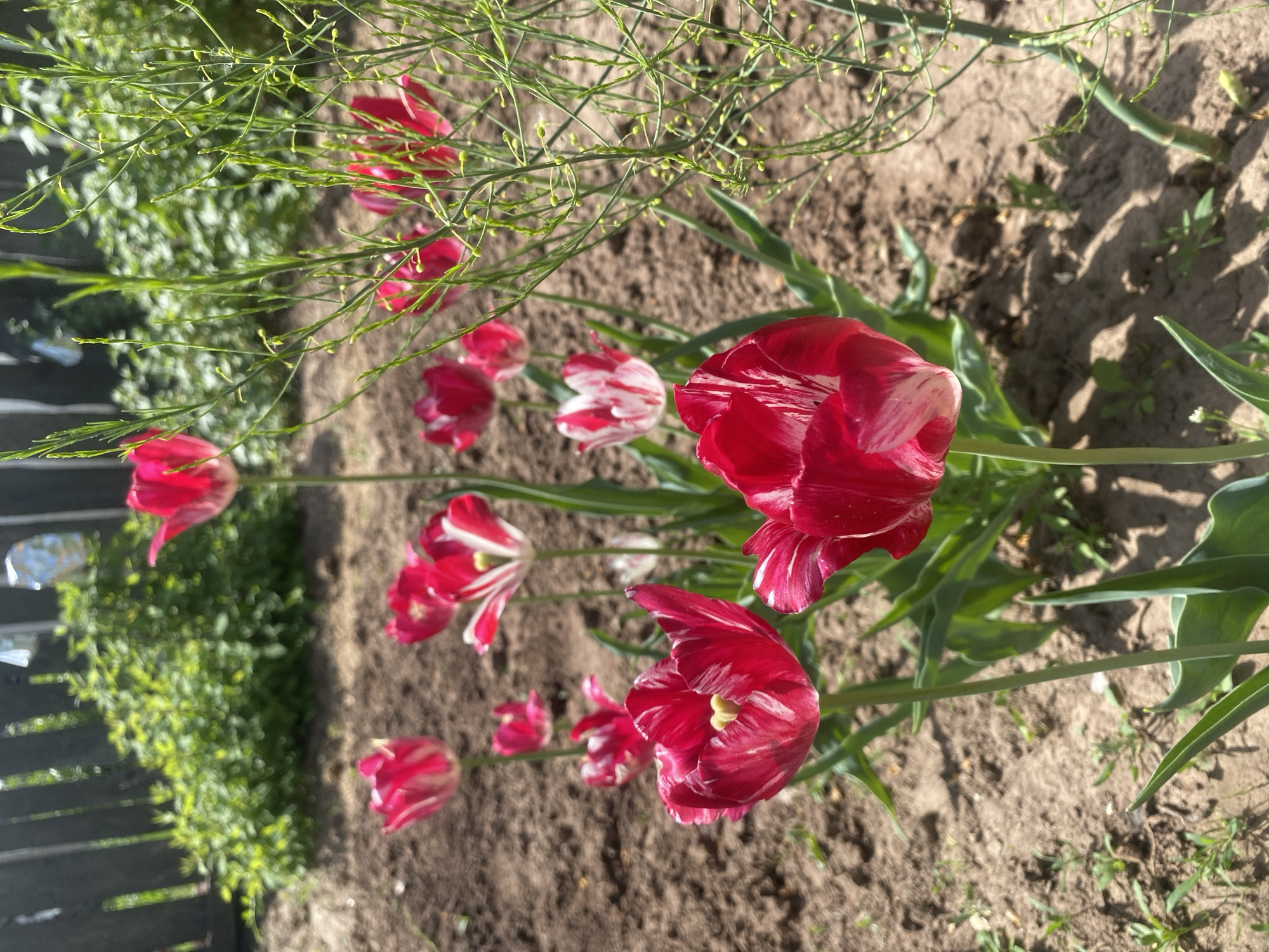 The image depicts a garden in Прикамский, Russia. Several red and white variegated tulips are in bloom in a patch of brown soil. Thin, green, branching stems with small bulbous tips are visible behind and among the tulips. A low, dark fence and green foliage are in the background. Sunlight casts shadows on the ground.