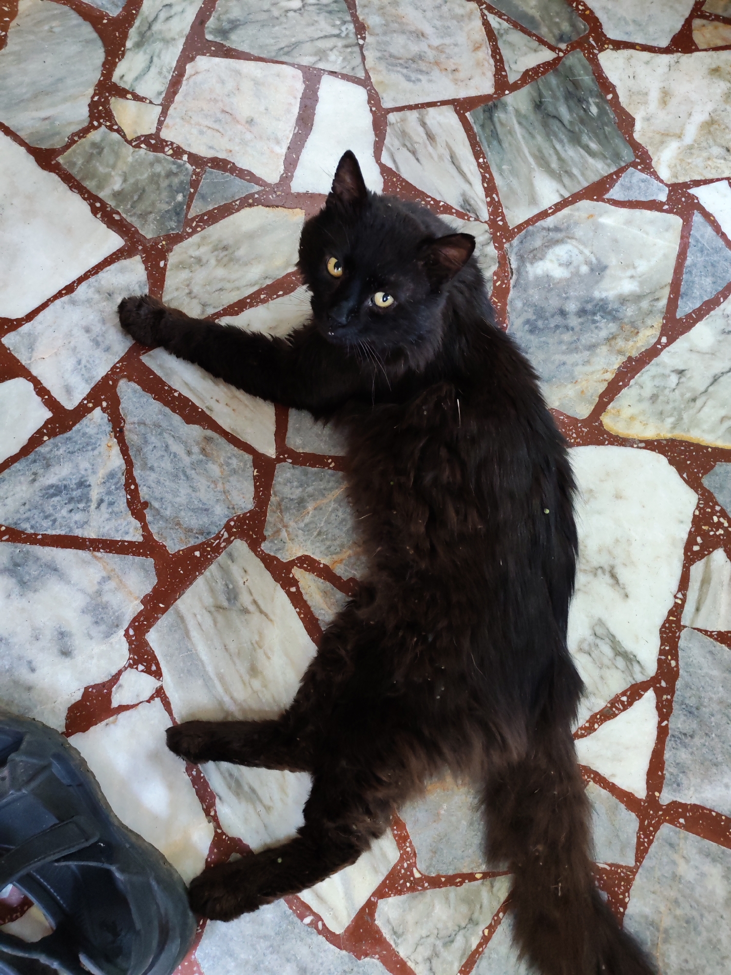 The image depicts a long-haired black cat lying diagonally on a tiled floor in Marinka, Bulgaria. The cat, positioned with its head towards the upper center-right and its tail extending to the lower right, has prominent yellow eyes directed towards the viewer. Its left front paw is extended upwards and to the left, while its hind legs are bent. The cat's fur appears dense, with some small white particulate matter visible on its body and tail. The floor is composed of irregularly shaped marble or stone tiles in shades of white, grey, and light brown, separated by thick, dark reddish-brown grout lines that contain lighter speckles. A portion of a dark-colored, open-toed sandal or shoe, likely black, is visible in the bottom left corner of the frame, adjacent to the cat's lower body.