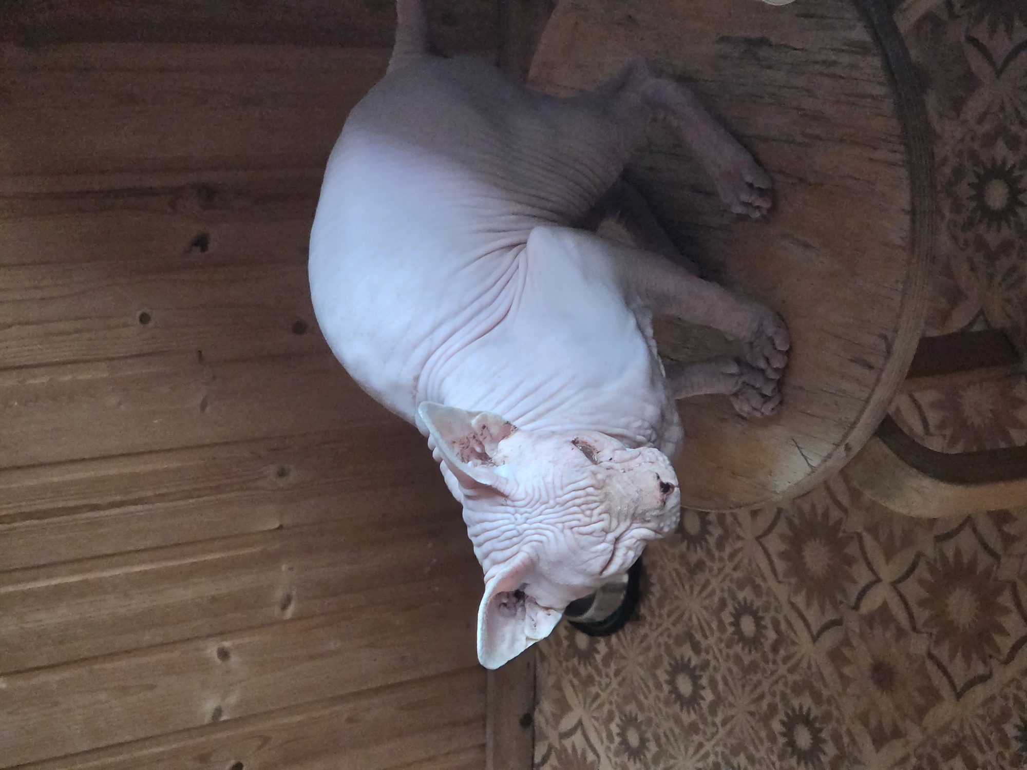 A hairless Sphynx cat is crouching on a wooden stool in a dimly lit room. The cat has wrinkled skin and large ears. It is facing the left side of the frame, with its head down and eyes partially closed. The stool is round and made of light-colored wood. Behind the stool, the wall is covered with vertical wooden planks. The floor has a patterned tile with a floral design in shades of brown and beige. A dark metal pet bowl is visible on the floor to the left of the stool. The overall environment suggests a domestic setting in a residential area.