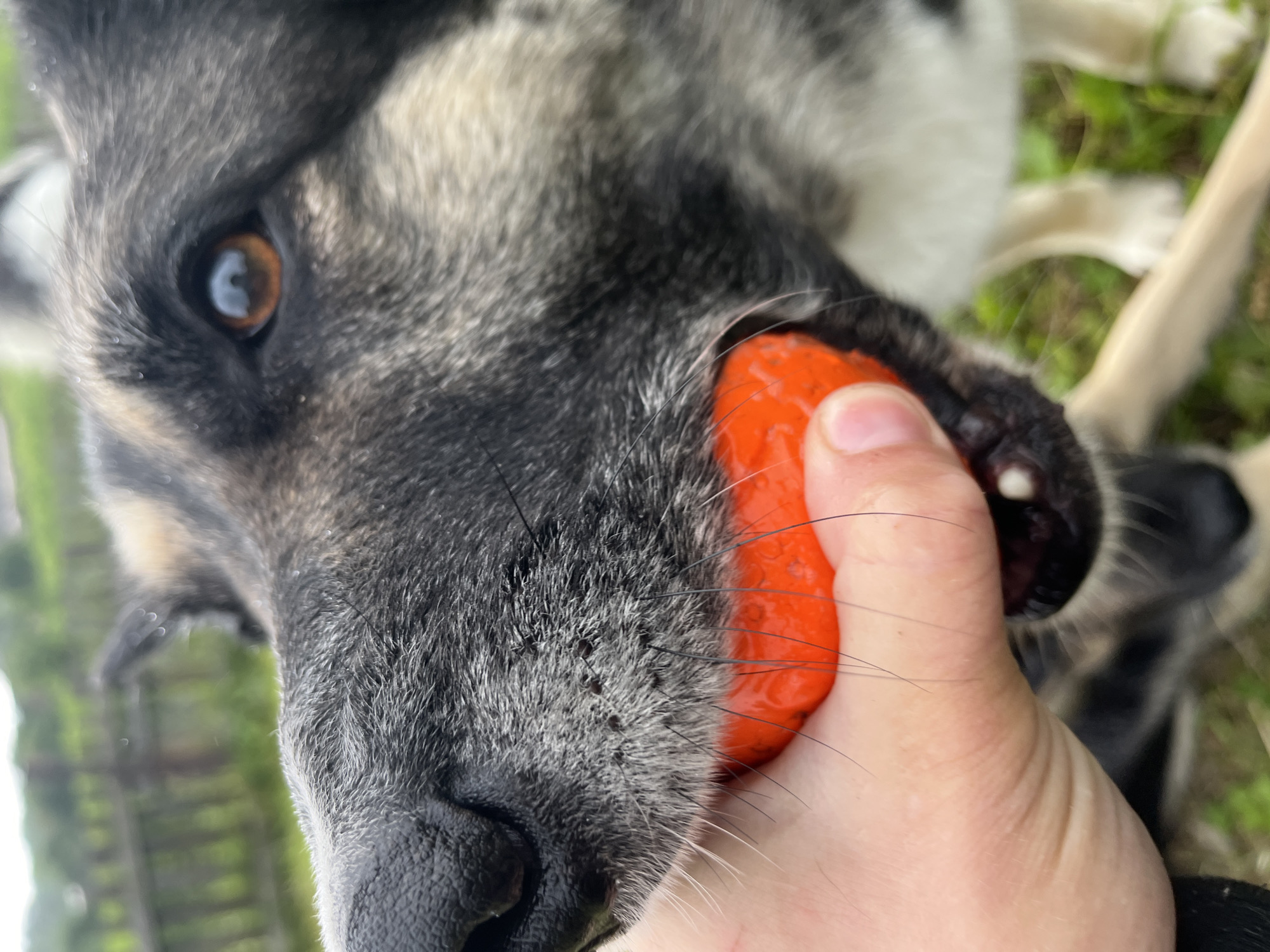 In Nizhny Tagil, Russia, a close-up shot captures a dog's face as it gently holds an orange ball in its mouth, grasped by a human hand. The dog, with a black and gray coat and striking amber eyes, looks directly at the camera. Its nose, wet and dark, is prominent. The background is softly blurred, showing green foliage and a wooden fence, suggesting an outdoor setting. The focus is sharp on the dog's snout and the ball, highlighting the interaction between the animal and the person.