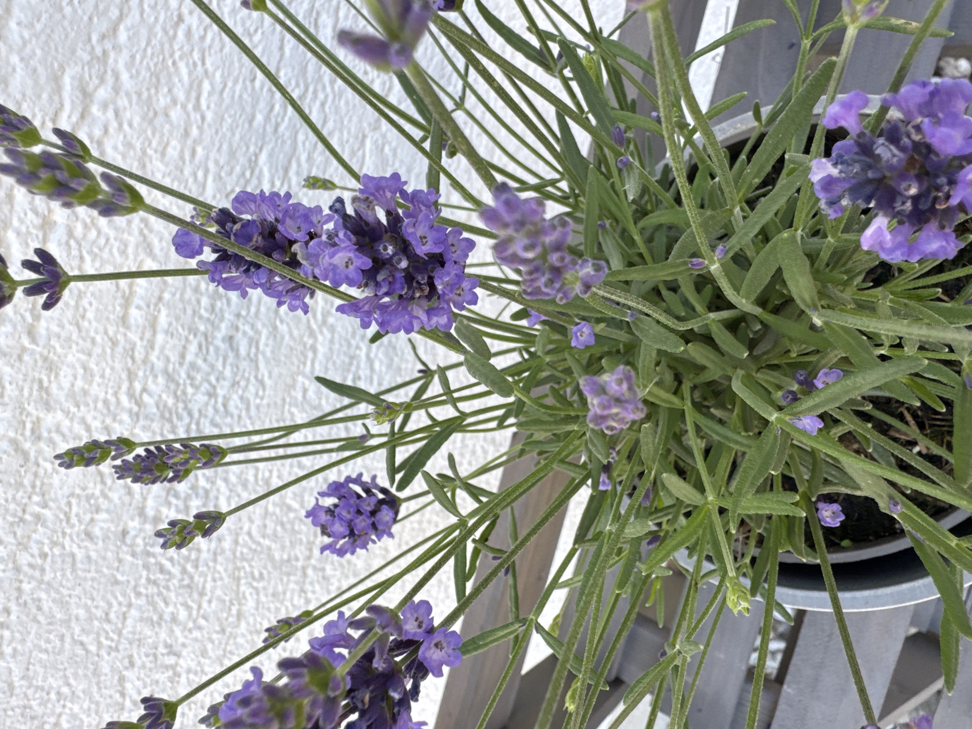 A close-up, eye-level shot shows a potted lavender plant with blooming purple flowers and green foliage against a textured white wall in Hohenbrunn, Germany. The plant is in a gray pot, which is partially visible at the bottom of the frame. The background wall appears to be an exterior wall of a building, possibly a house, with a rough, stucco-like finish. The lighting is natural and appears to be daylight, casting soft shadows on the plant. The focus is sharp on the lavender flowers and leaves, with the background wall slightly out of focus. No people are present in the image, and no actions are taking place.