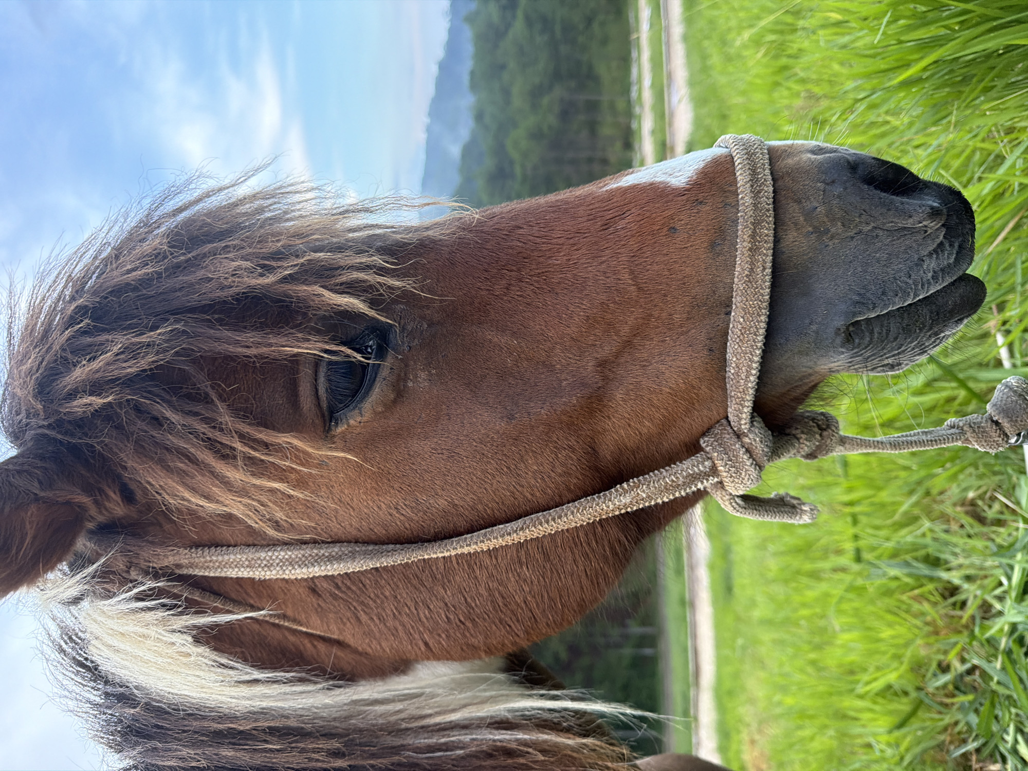 A close-up, profile view of a brown horse's head is captured against a backdrop of lush green grass and a softly blurred blue sky with wispy clouds. The horse wears a simple, knotted rope halter. Its mane is a mix of brown and white, with strands falling across its face. A white blaze marks its muzzle. In the background, rolling hills covered in dense green foliage fade into the distance, with a hint of mist or haze in the far background. The overall scene suggests an outdoor, rural setting, likely in the highlands of Da Lat, Vietnam, characterized by its verdant landscapes and cooler climate. The image is taken during daylight hours.