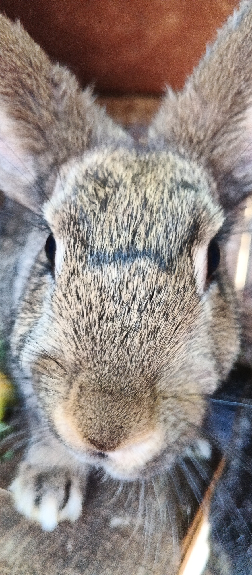 The image is a close-up, head-on shot of a rabbit's face, filling the frame. The rabbit has grey and brown fur, with distinct dark markings across its forehead. Its eyes are dark and appear slightly closed, and its whiskers are prominent. A small portion of one of its front paws, with white fur, is visible at the bottom left. The background is blurred, showing a warm, reddish-brown, possibly wooden surface at the top, and a darker, indistinct area at the bottom right which may be a cage or enclosure. The lighting appears natural. There is no discernible indication of the city of Smila, Ukraine, in this image.