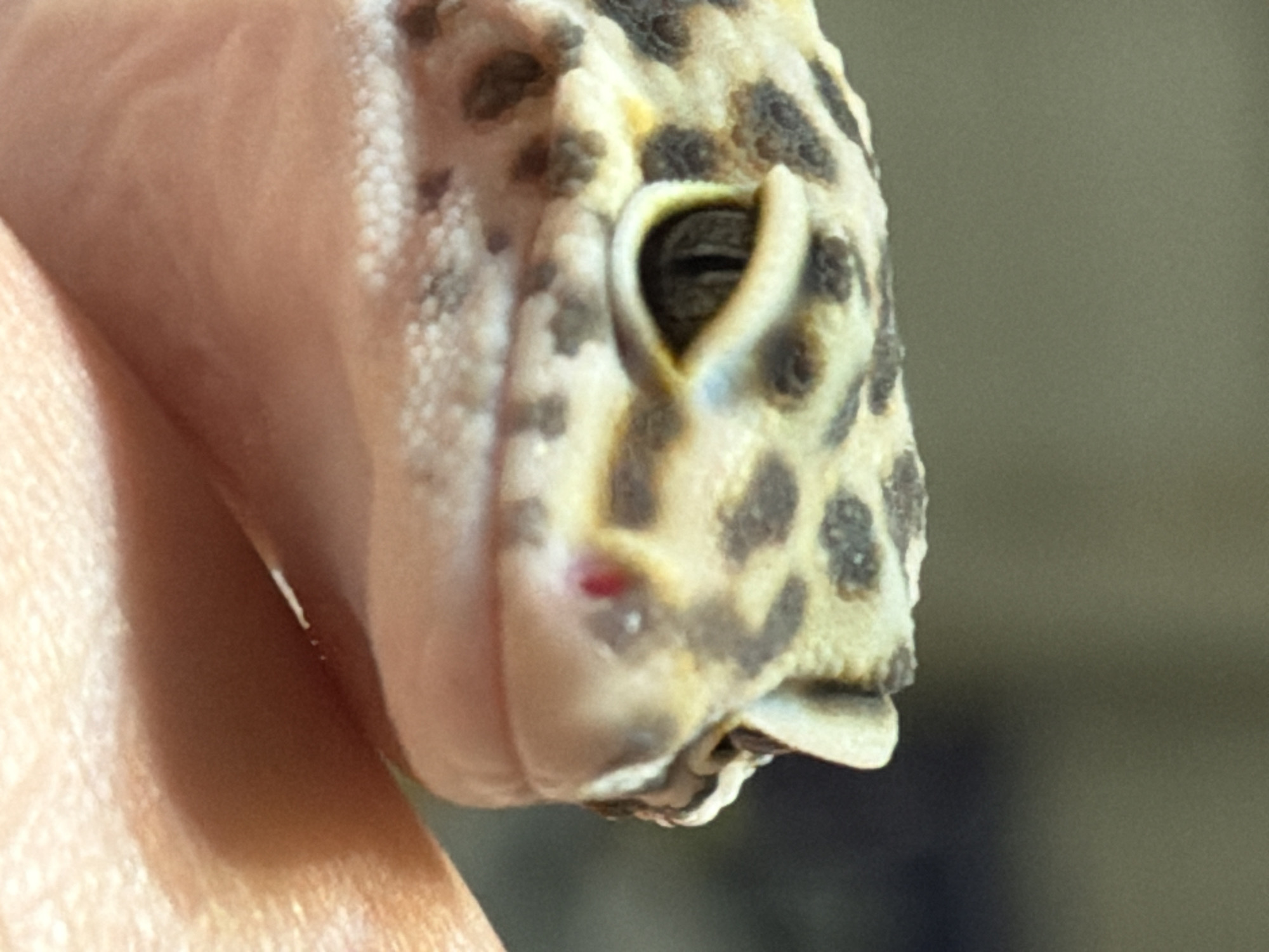 A close-up photograph captures a leopard gecko being gently held by a human hand, likely in Izhevsk, Russia. The gecko's head, featuring its distinctive cream-to-yellow skin with dark brown spots, is the primary subject, shown in profile. Its eye, with a narrow vertical pupil, is visible on the upper right side of its head. A notable detail is a small, bright red mark or irritation on the gecko's snout, located just above its mouth.
The smooth, light-toned skin of the human hand is visible on the left, providing support for the gecko. The background is blurred and a neutral, muted green-grey color, keeping the focus entirely on the gecko and the hand. The lighting is soft and even, suggesting an indoor setting or diffused light source. No specific time of day or weather conditions can be determined, and no text is visible in the image. The scene depicts a moment of interaction, possibly observation or care, given the visible mark on the gecko's face.