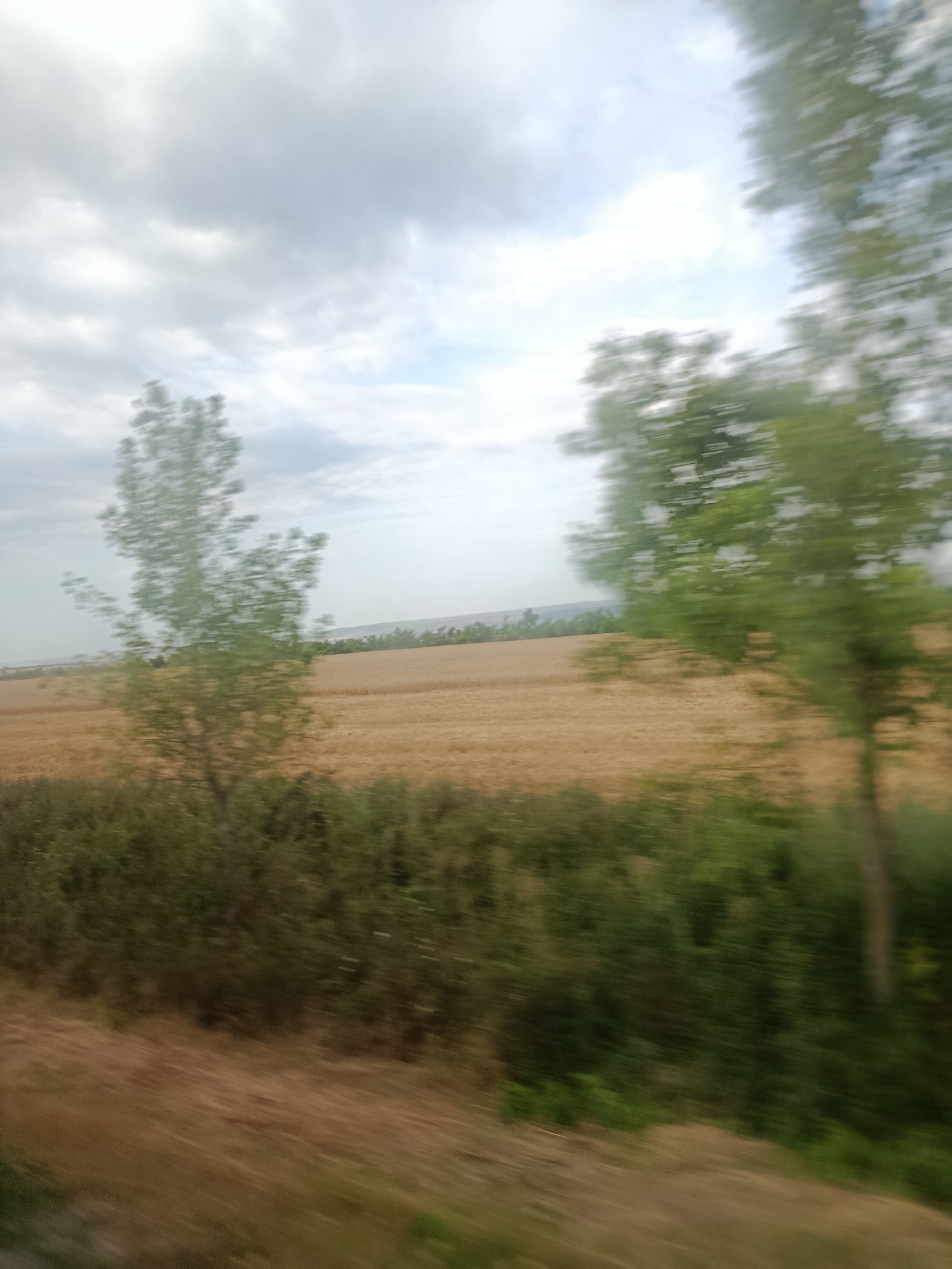 This image depicts a blurry outdoor scene, likely captured from a moving vehicle, showing a landscape with trees and fields under a cloudy sky. The foreground features a strip of dry, brown vegetation, possibly grass or low bushes. Behind this, a large field of golden-brown crops, likely wheat or barley, stretches across the middle ground. Several trees are visible, some appearing as blurry green masses, others with more discernible trunks and foliage. In the distance, a line of trees or hills forms the horizon, under a pale, overcast sky with soft clouds. The motion blur indicates that the photograph was taken while in transit, suggesting a rural or semi-rural environment. No people or specific structures are clearly identifiable. The image does not provide any specific visual cues to confirm its location in Albota de Jos, Moldova.