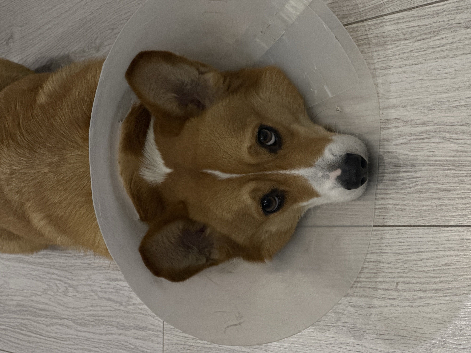 A tan and white Pembroke Welsh Corgi is lying on a light-colored, wood-patterned floor. It is wearing a clear plastic Elizabethan collar (cone of shame). The dog's head is angled towards the camera.