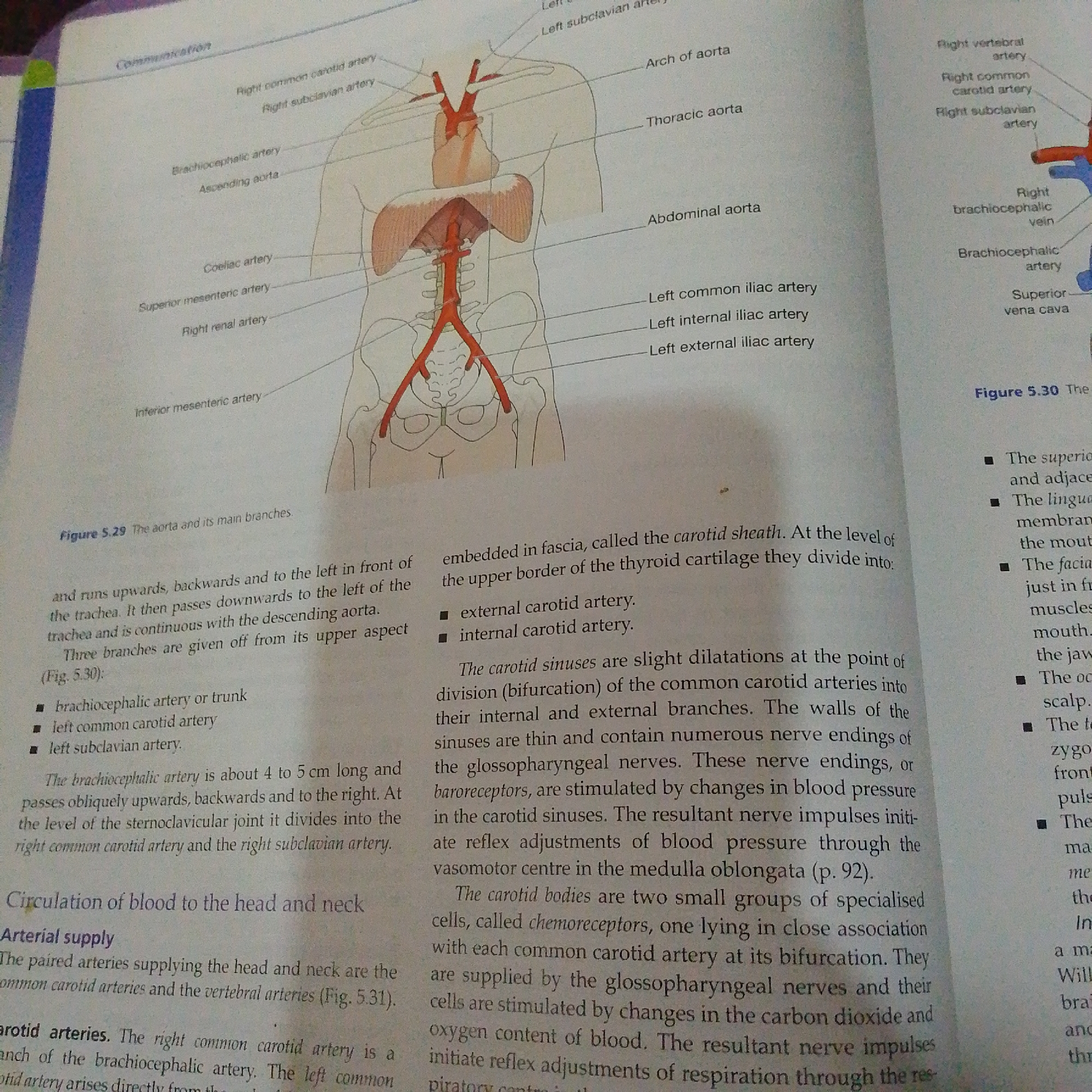 This media file is a close-up, angled photograph of an open textbook page. The page displays anatomical illustrations and accompanying text, primarily focused on the circulatory system, specifically the aorta and its branches, as well as the carotid arteries.
The main subjects are the detailed line drawings of the human arterial system, showing the aorta originating from the heart and branching out to the head, arms, and lower body. The text describes the anatomy and function of these blood vessels, including the brachiocephalic artery, common carotid arteries, subclavian arteries, and their various branches. It also discusses the carotid sinuses and carotid bodies, relating them to blood pressure regulation and respiration.
There are two figure captions visible: "Figure 5.29 The aorta and its main branches." and "Figure 5.30 The". The text is written in English and includes scientific terminology. The image quality is moderate, with some blurriness and shadow. There are no people, animals, or any indication of a specific time of day, weather, or location beyond the context of an academic textbook. The setting is a study or library environment where the book is being used.