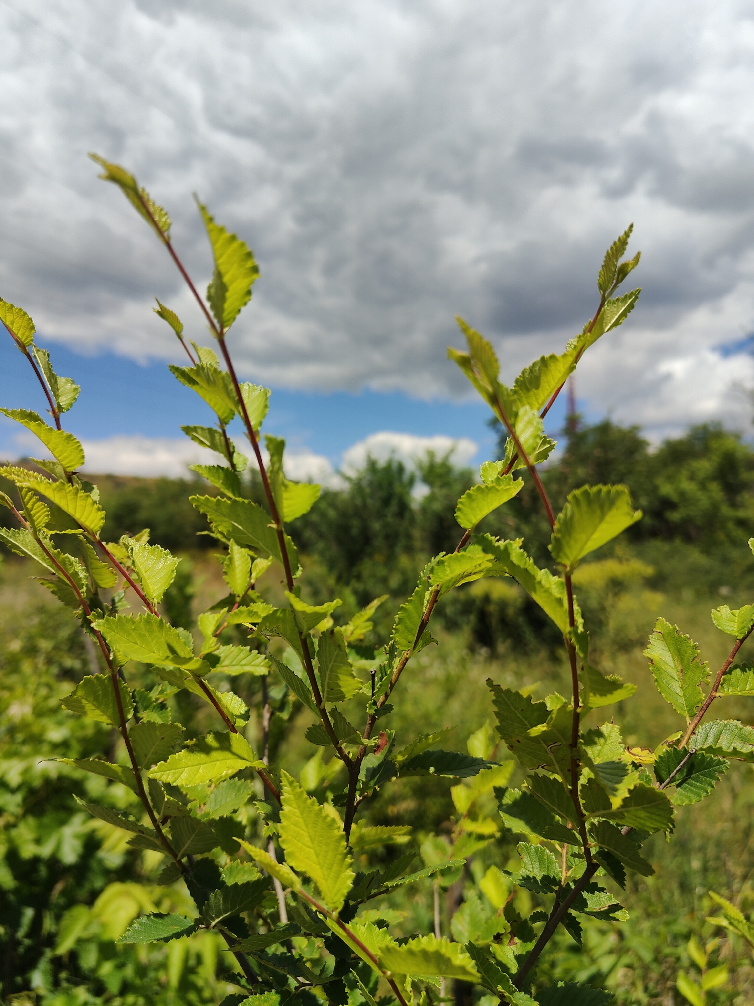 A close-up, low-angle shot focuses on the bright green, serrated leaves of a young tree. The leaves are arranged along thin, reddish-brown stems, with some appearing slightly curled or damaged. The background is a soft-focus depiction of a green, wooded area under a partly cloudy sky. Patches of blue sky are visible through breaks in the grey and white clouds. The scene appears to be outdoors, likely in a natural or park-like setting. There are no people or animals visible in the image.
