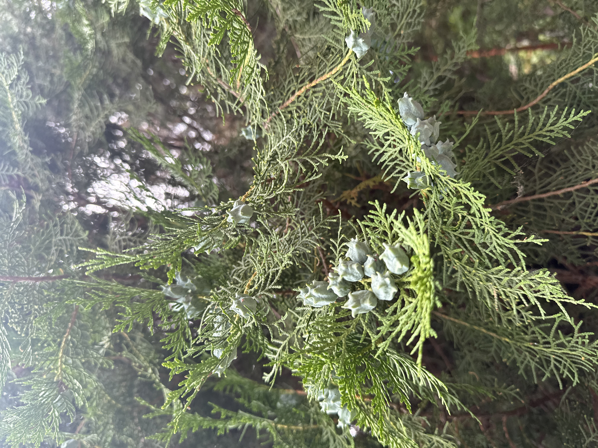 This media file is a close-up photograph of a cedar tree branch with its characteristic scale-like leaves and small, cone-like fruits. The foliage is a vibrant green, with some branches appearing lighter and others darker, creating a sense of depth. Scattered throughout the branches are several clusters of pale blue-green, almost conical fruits. These fruits are composed of several pointed segments, giving them a somewhat prickly appearance. The background is blurred, showing more of the dense evergreen foliage, with hints of sunlight filtering through, creating soft bokeh effects. The lighting suggests it might be daytime, possibly with some overcast conditions or shade, as the light is diffused. There are no people or specific objects visible, only the natural elements of the tree. The image focuses on the texture and details of the cedar tree, highlighting its natural reproductive structures. The location context provided is Obukhivka, Ukraine, which is a village known for its natural surroundings, consistent with the subject matter. No text is visible in the image.