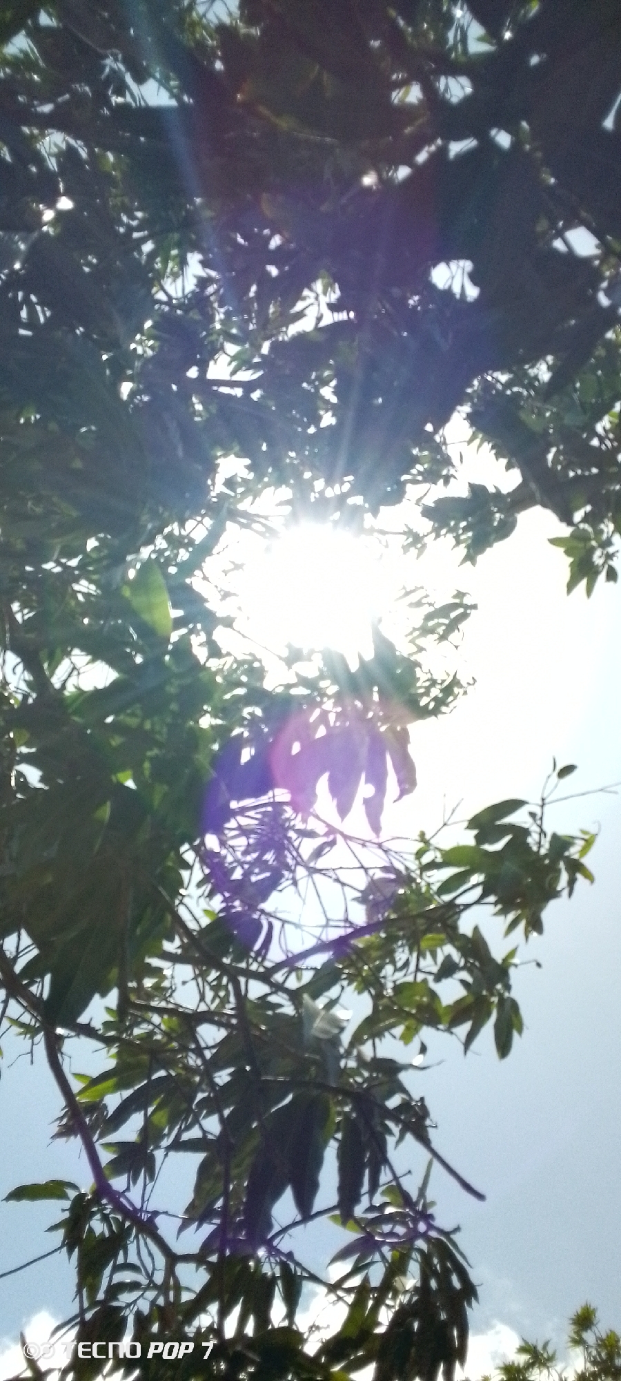 The image, taken in Altagracia, Venezuela, depicts a view looking up through the branches and leaves of a tree towards a bright, overcast sky. The sun is partially obscured by the foliage, creating a starburst effect with visible rays. The leaves appear green, although details are limited due to the strong backlighting. The phone brand and model "TECNO POP 7" are visible on the bottom left corner of the image.