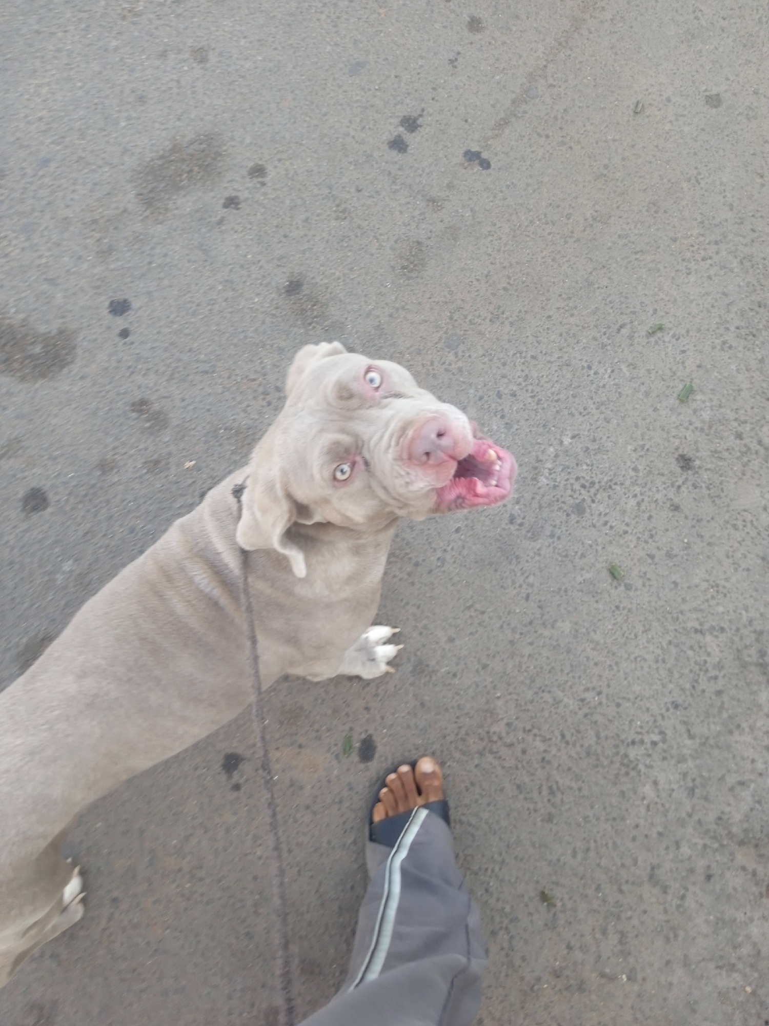 A full-bodied, light-gray, short-haired dog with an open mouth is looking up, with its white teeth showing. The dog is on a leash held by a person who is wearing gray pants and sandals, standing on gray asphalt.