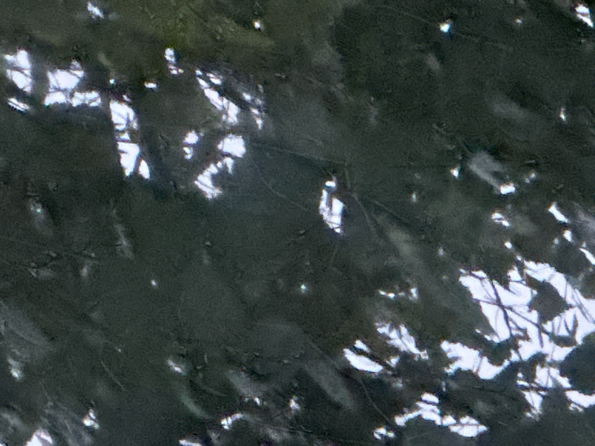 The image is a close-up, overhead view of dark green foliage, likely leaves on a tree. The foliage is dense, creating a shadowed effect. Patches of bright white light are visible, suggesting sunlight filtering through gaps in the leaves or reflecting off them. These bright areas are irregular in shape and distribution, creating a dappled pattern. No specific landmarks or objects are discernible within the foliage itself, and there are no signs of human presence or activity. The image appears to be taken from a high vantage point, looking down onto the canopy. Without further context, it is impossible to determine the specific location within Plesetsk, Russia, beyond it being an area with trees.