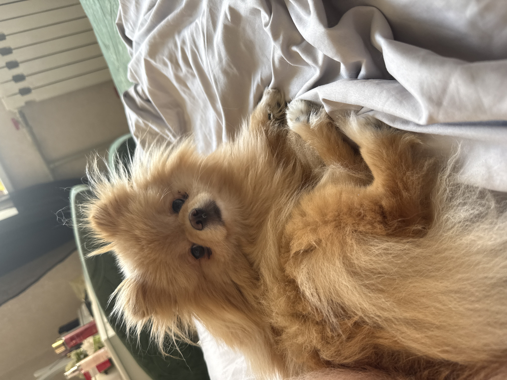 A fluffy Pomeranian dog with light brown fur is lying on a bed with light gray sheets. The dog is facing the camera, with its head slightly tilted. Its ears are pointed upwards, and its eyes are dark and round. The dog's fur is disheveled, giving it a whimsical appearance. The background is blurred, but it appears to be a bedroom, with a hint of a radiator and some bottles on a shelf in the distance. The overall impression is one of a cozy and relaxed scene.