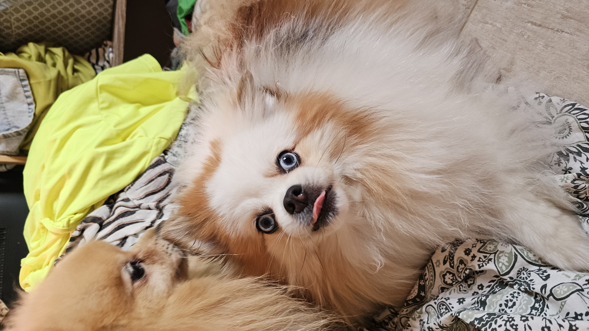 The image captures two Pomeranian dogs on a bed. One dog, in the foreground, is a white and tan Pomeranian with striking blue eyes and its tongue sticking out. The other, a tan Pomeranian, is partially visible on the left, facing the first dog. They are lying on patterned bedding, with a bright yellow garment and other folded clothing in the background. The setting appears to be indoors, likely a bedroom. There is no discernible indication of the specific location in Baan Chaweng, Thailand.