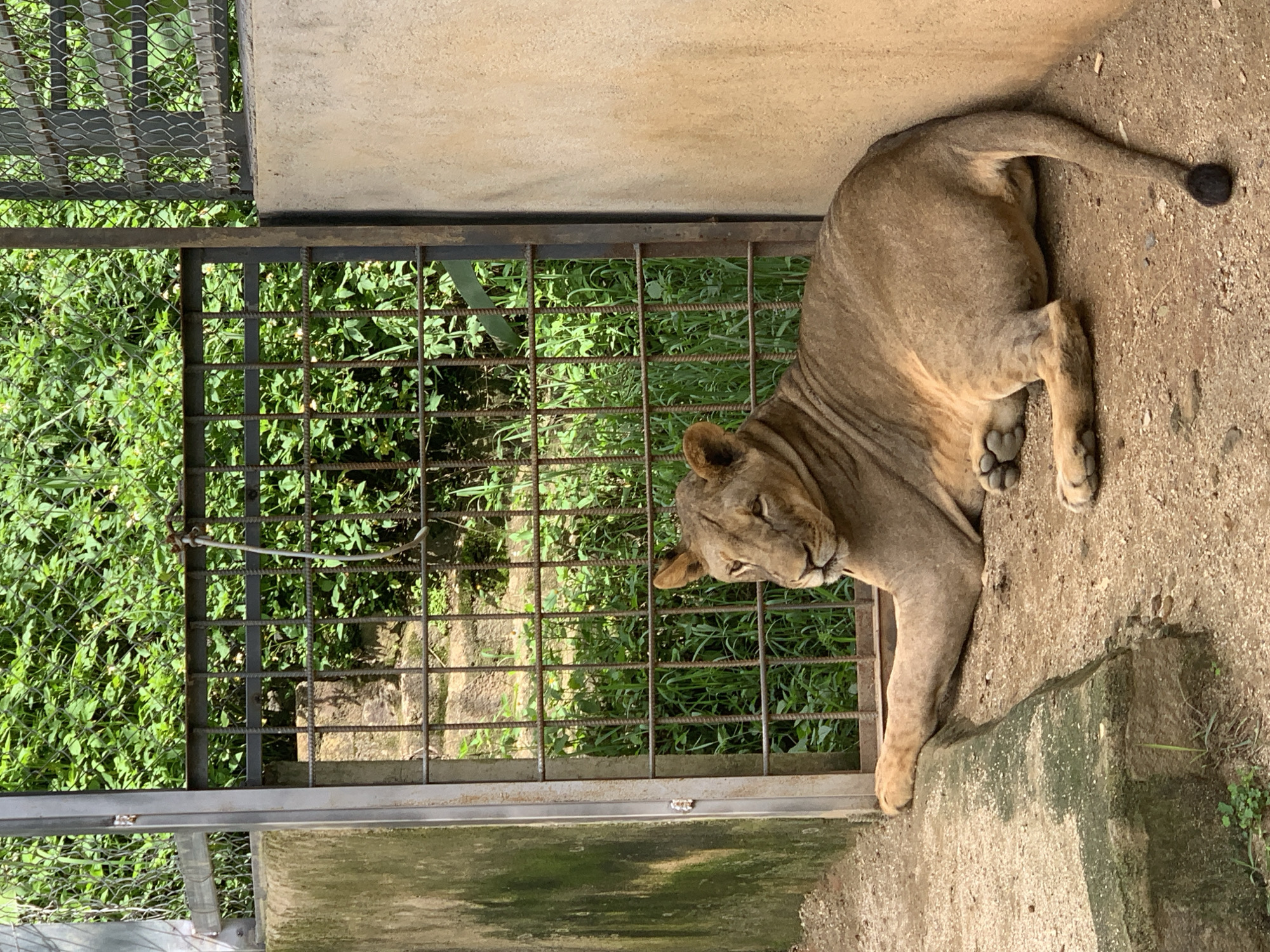 A lion is lying down in an enclosure. The lion is a tawny brown color and appears to be an adult female, as it lacks a mane. It is resting on a sandy ground with some small rocks. To its left is a concrete wall that appears to have some moss growing on it. Behind the lion is a metal gate with vertical bars, and beyond the gate is lush green vegetation. To the lion's right is another concrete wall. The overall environment suggests an enclosure in a zoo or wildlife park. The location is identified as Định An, Vietnam.