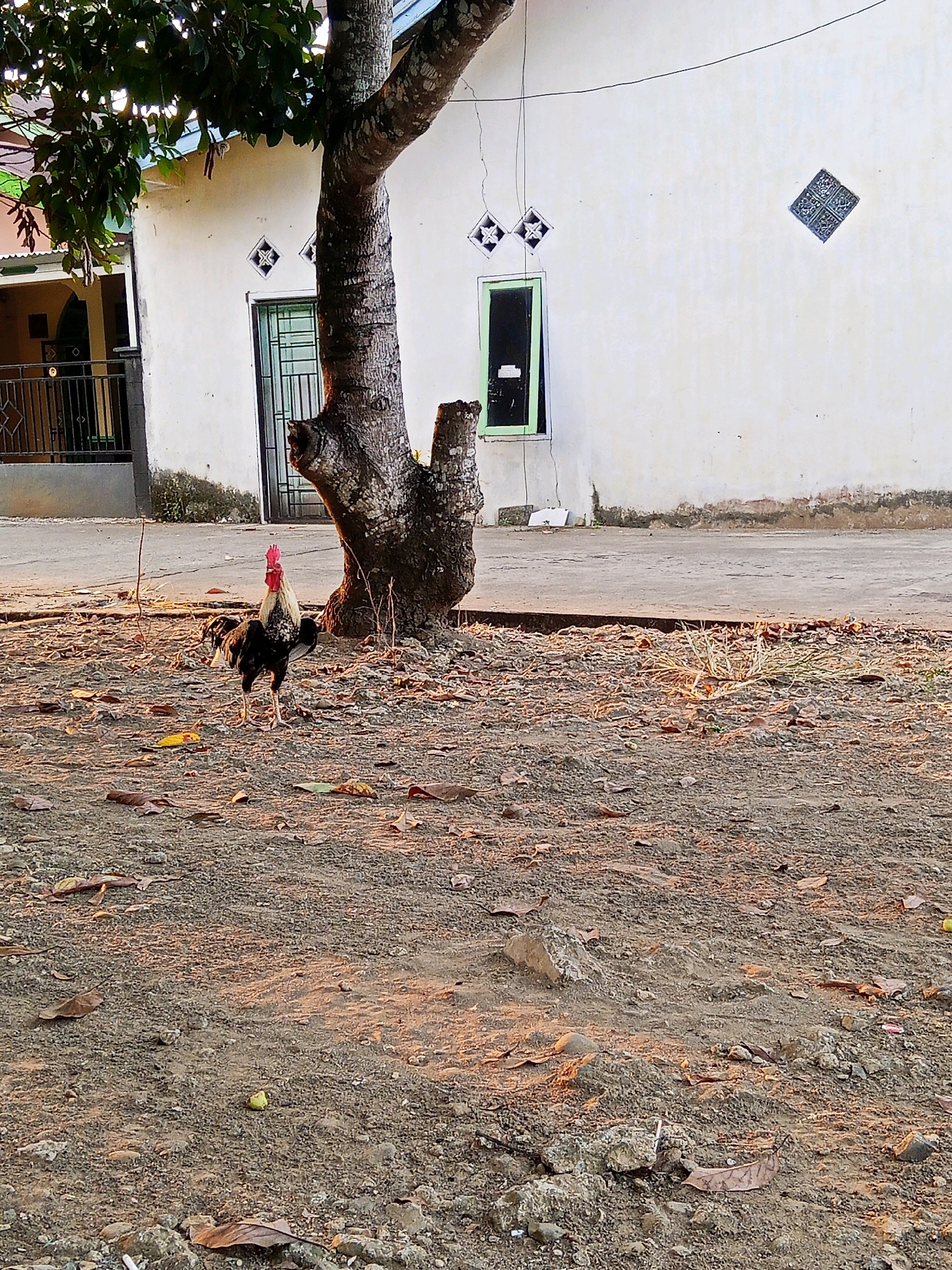 A rooster stands on a patch of dirt and fallen leaves in front of a white building. The rooster has black and white feathers and a red comb on its head. The building has a green-framed window and a decorative diamond-shaped vent. A large tree trunk with rough bark is to the right of the rooster. The ground is uneven and covered with small stones and debris. The scene appears to be in an outdoor area, possibly a backyard or a street. The lighting suggests it is either early morning or late afternoon, with warm sunlight casting shadows. The location is identified as Lubuklinggau, Indonesia.