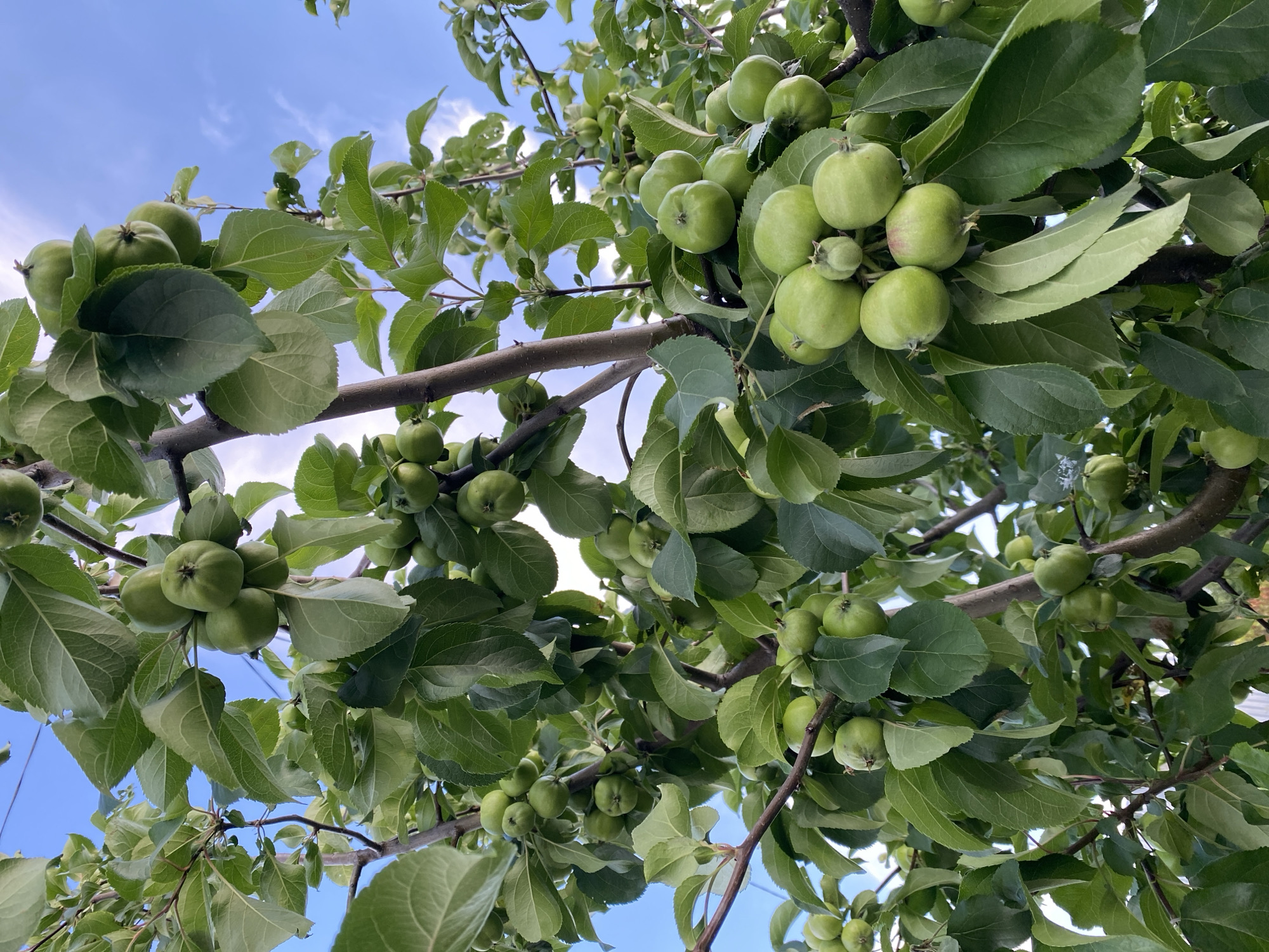 This media file shows a close-up, low-angle view of an apple tree with developing green apples and lush green leaves against a bright blue sky with scattered white clouds. The branches of the tree are thick and brown, and they are laden with numerous clusters of small, round, green apples. The apples are in various stages of growth, with some appearing smoother and more rounded, while others have slightly more defined stems and calyxes. The leaves are broad, oval-shaped, and have visible venation, creating a dense canopy that filters the sunlight. The scene appears to be outdoors, likely in a rural or garden setting, given the natural abundance of the tree. The bright sky and the vibrant green of the leaves suggest it is daytime, likely during the warmer months when apples are in season. The image captures a sense of natural growth and the early stages of fruit development. There is no visible text in the image. The location context provided is Oktyabr'skii, Russia.