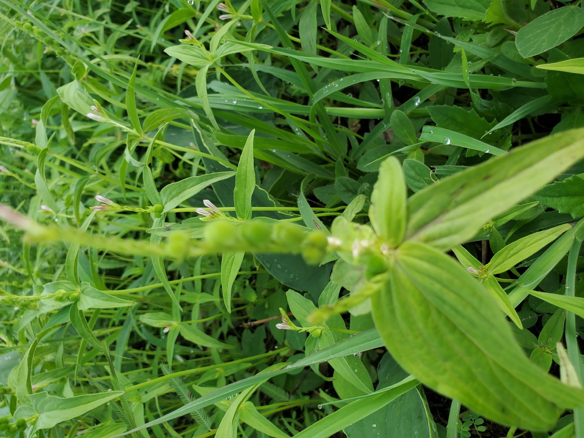 The image shows a close-up view of various green plants and grasses. Dewdrops are visible on some of the blades of grass. Some plants have small, light pink flowers. The location is stated to be Mararaba, Nigeria, but there are no specific landmarks or elements in the image that confirm this location. There are no people, specific objects beyond the plants, actions, or interactions visible in the image.
