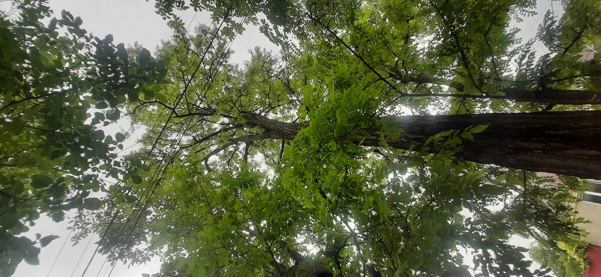 A low-angle shot captures a tall, mature tree with lush green foliage against an overcast sky. The tree's thick, textured trunk dominates the lower center of the frame, its bark rough and dark. Branches spread widely, their leaves creating a dense canopy that obscures much of the sky. Several electrical wires are visible, stretched taut between unseen poles, weaving through the upper branches of the tree and a neighboring one. In the background, partially visible through the leaves, are parts of a building with a light-colored facade and a red-painted surface, suggesting an urban or suburban environment. The overall scene is peaceful and natural, with a touch of human infrastructure. This scene is located in the city of Yessentukskaya, Russia.