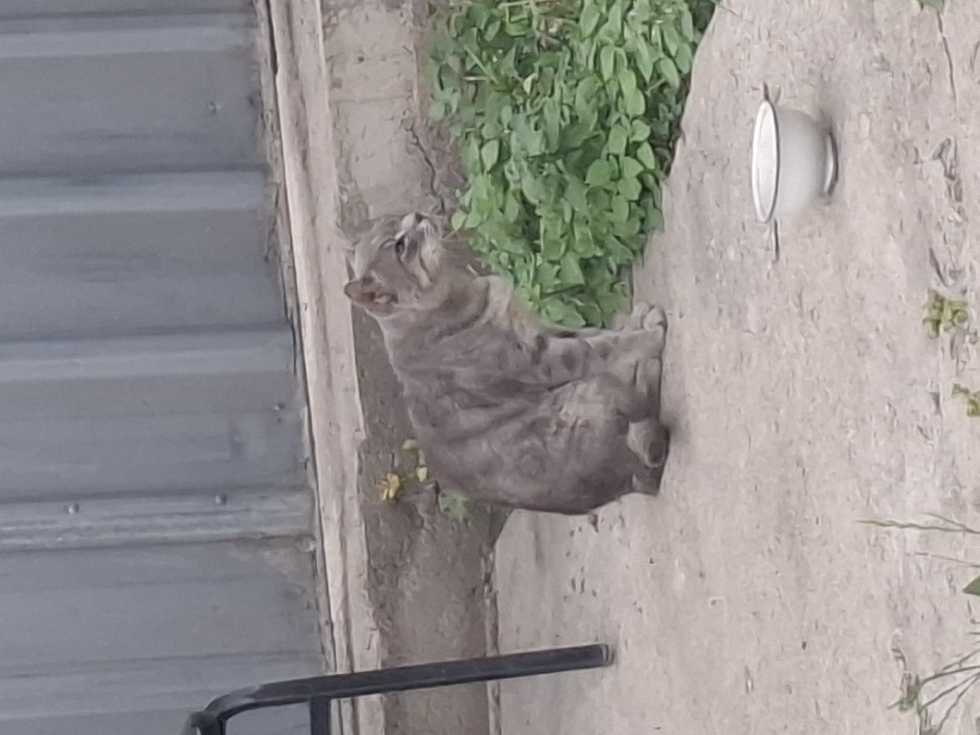 A grey tabby cat sits on a concrete surface in front of a green leafy bush. A small white bowl is placed on the ground to the right of the cat. Behind the cat is a grey corrugated metal wall. A black chair leg is visible on the far left of the image. The scene is outdoors in what appears to be a backyard or alleyway. No specific landmarks are visible to identify the location within Almaty, Kazakhstan.