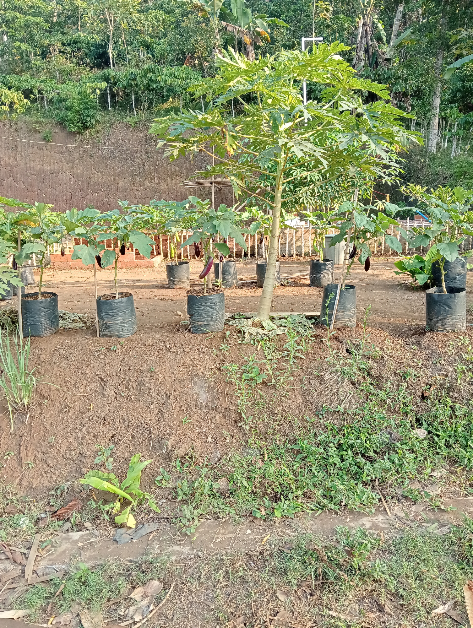 In Krajan Kidul, Indonesia, a small garden features rows of eggplant plants in black grow bags. A papaya tree stands in the center, with its fruit not visible. The garden is on a gentle slope, with a retaining wall and dense vegetation in the background. The ground is covered with soil and some sparse grass.
