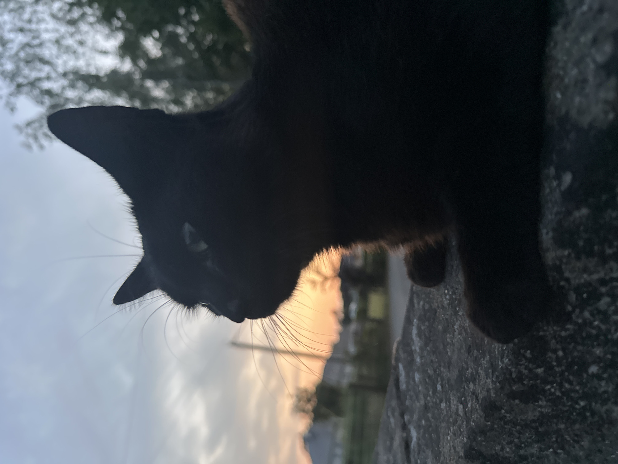 A black cat is perched on a stone wall, silhouetted against a twilight sky. The cat is facing left, with its head slightly tilted. Its fur is dark and sleek, and its whiskers are long and prominent. The sky behind the cat is a gradient of blue and orange, with streaks of clouds. In the distance, blurred by the low light, are trees and buildings, suggesting a rural or suburban setting. The stone wall appears rough and textured, with visible grains and small pebbles. The overall atmosphere is serene and contemplative. The location is identified as Moortown, Ireland.