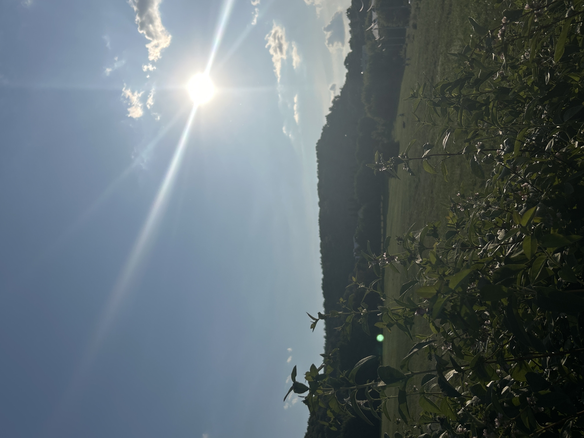 The image captures a sun-drenched landscape with the sun prominently positioned in the upper right quadrant, casting bright rays across a clear blue sky with scattered white clouds. In the foreground, dark green foliage, possibly bushes or low-lying plants, occupies the lower portion of the frame. Beyond the foliage, a green meadow stretches out, leading to a tree-covered hillside that forms the background. A faint circular green lens flare is visible on the meadow. The scene appears to be a natural, outdoor environment, possibly a park or rural area, under bright daylight. The provided hint mentions the city of Zhigulyovsk, Russia, suggesting this location as a possible setting for the image.