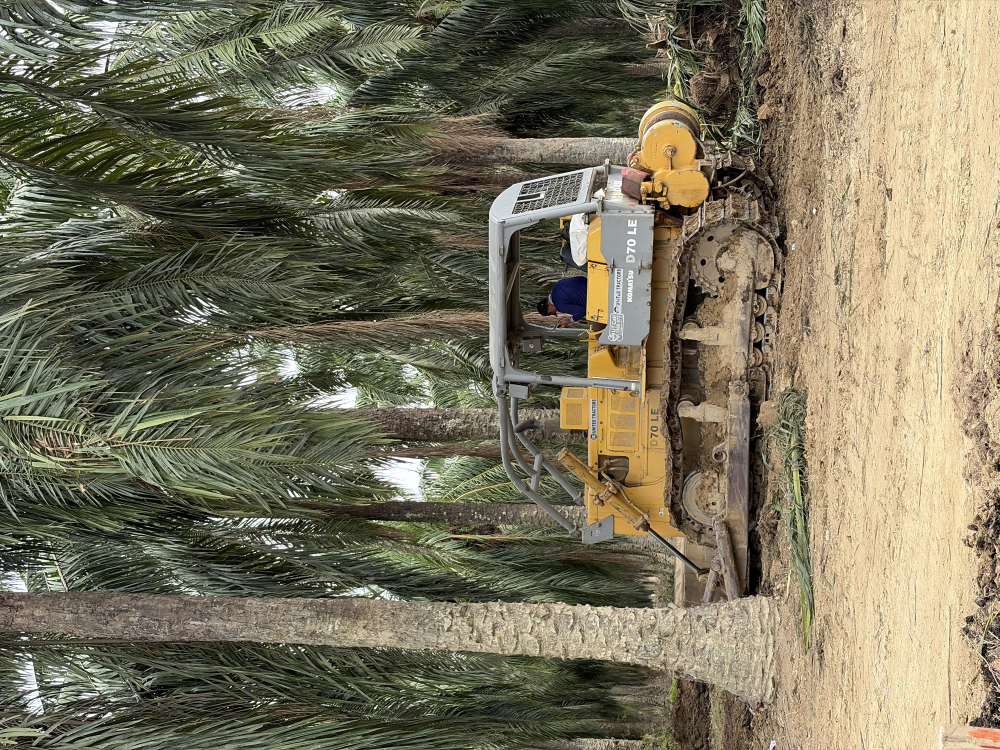 A yellow Komatsu D70 LE bulldozer sits amidst a grove of palm trees on a dirt patch in Simpangempat, Indonesia. The bulldozer, marked with "UNITED TRACTORS" and "KOMATSU D70 LE," is partially obscured by the palm trees. An individual, wearing a dark-colored hat and blue shirt, operates the bulldozer from within the open cab. The ground surrounding the bulldozer is a mix of dirt and what appears to be uprooted vegetation. Palm trees line the scene, their fronds creating a canopy above.
