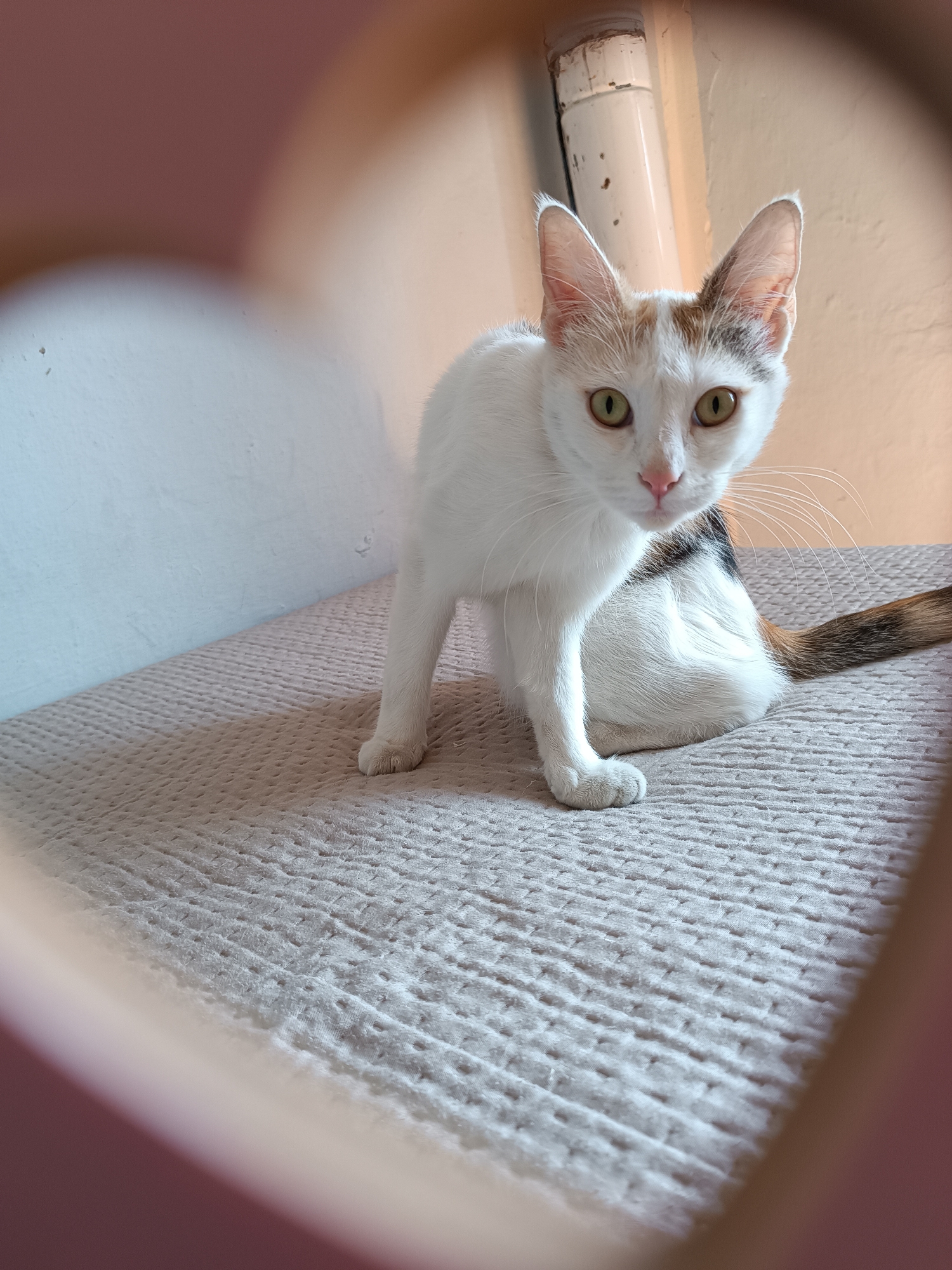 A white cat with calico markings sits on a light gray, quilted surface. The cat is facing forward with its ears perked and green eyes looking towards the viewer. A white wall is visible in the background, as well as a white pipe and light-colored wall. The image is framed by a blurred, heart-shaped object. There is no visible evidence to confirm the specific location within the city of Viadana, Italy.