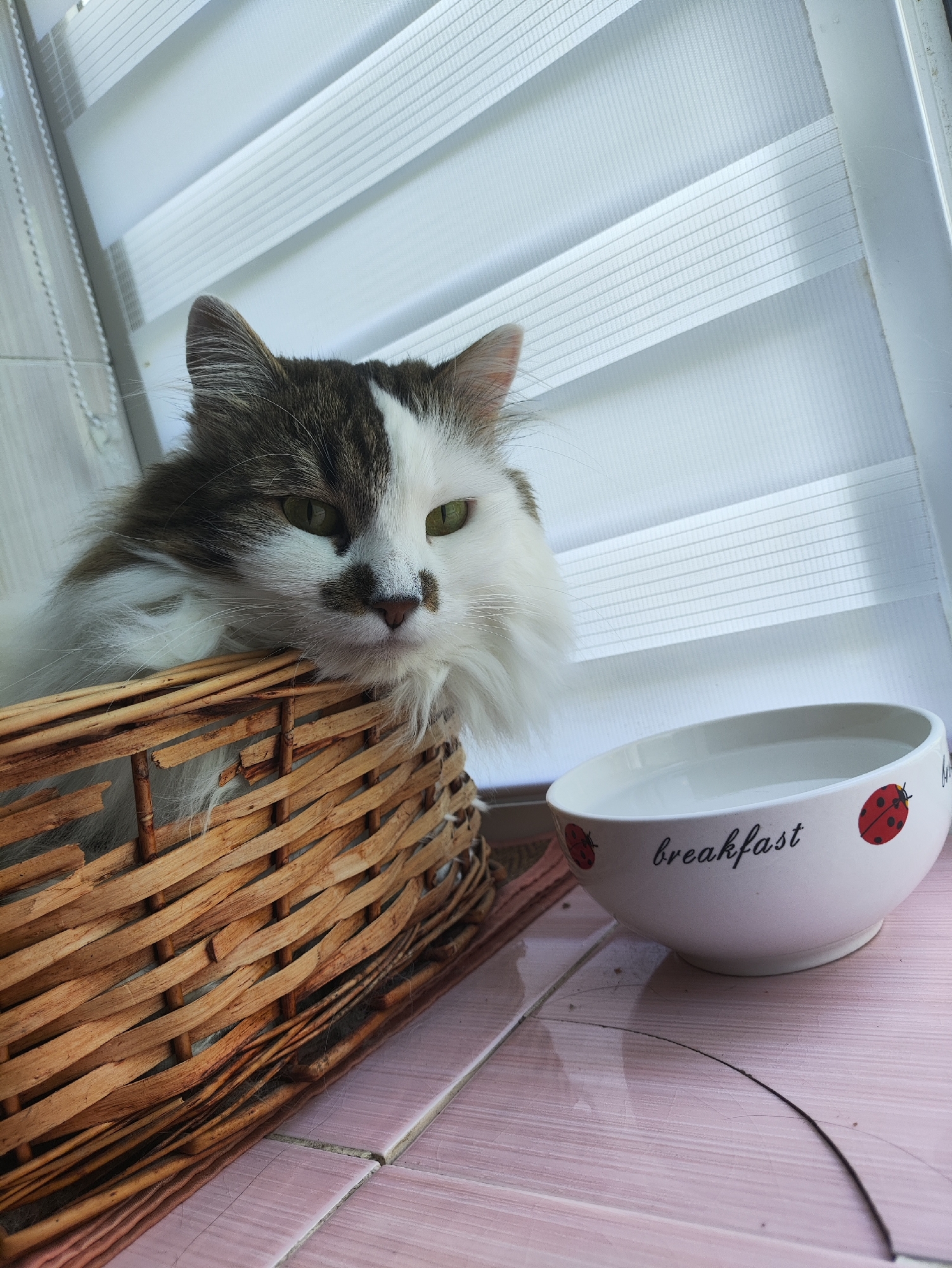 A long-haired cat with white and brown markings rests its head on the edge of a woven basket. The cat has green eyes and its gaze is directed to the left of the frame. Next to the basket is a white bowl with the word "breakfast" written in black cursive and two red ladybugs. The scene appears to be indoors, near a window with horizontal blinds. The overall color palette is warm and natural, with the browns of the basket and cat contrasting with the white of the blinds and bowl. The pink tiled surface beneath the objects suggests a kitchen or dining area. The location is the city of Kharkiv, Ukraine.