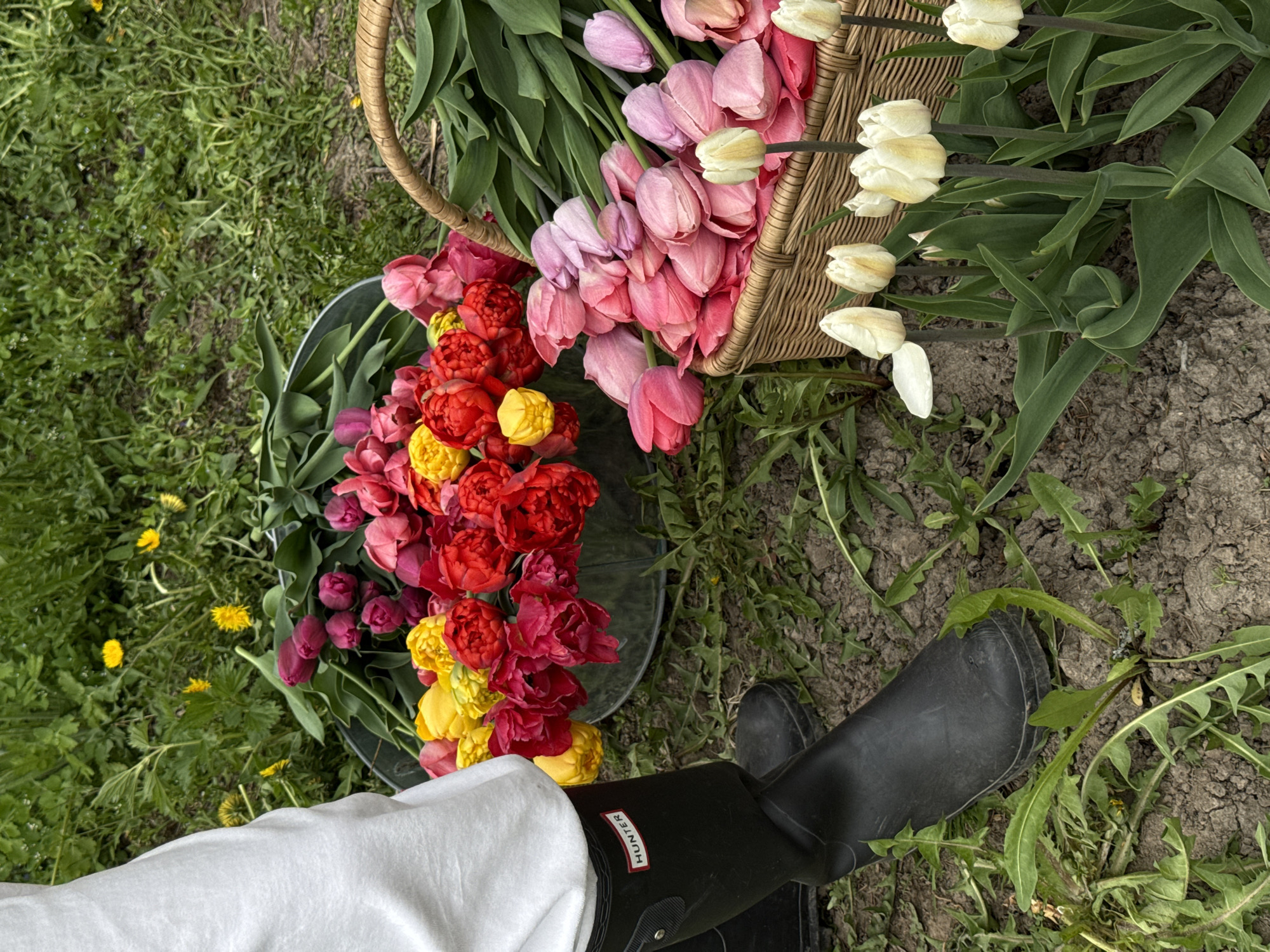 The image shows a top-down view of a scene in a garden or field. A person wearing a white garment and black Hunter brand rubber boots is standing on soil and grass. To the left, a metal bucket is filled with tulips in shades of red, yellow, and dark purple. Adjacent to the bucket, a woven basket is overflowing with tulips in light pink, dark pink, and white. The ground around the flowers is a mix of grass and bare earth with some dandelion weeds. The overall setting suggests a flower harvest or gardening activity. The image does not provide information to confirm it being in the city of Sapronovo, Russia.