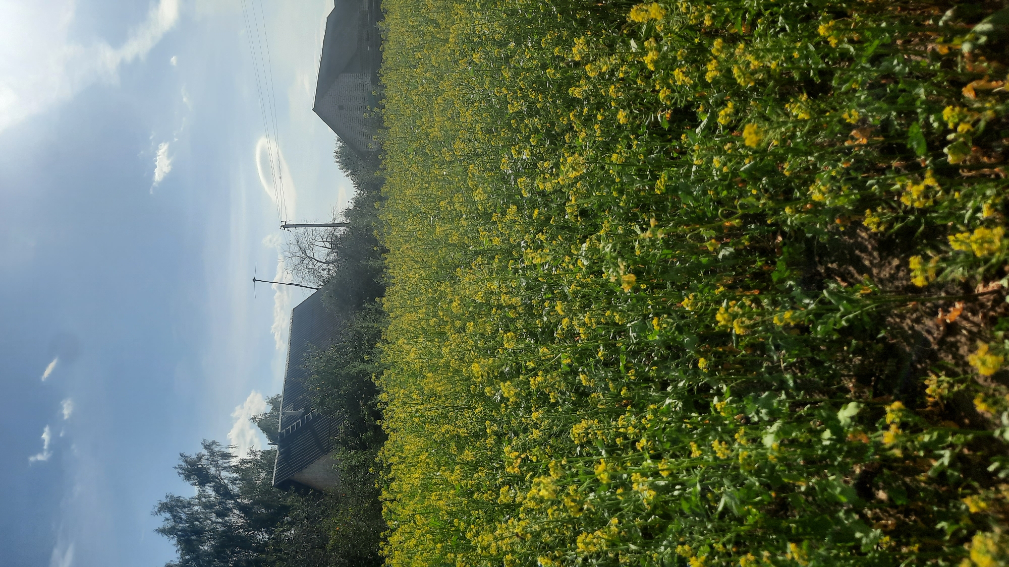 A wide-angle, vertical, outdoor, daytime shot captures a field of yellow wildflowers in bloom, likely mustard or a similar crop, in the foreground. The dense vegetation extends towards the horizon, where two rural buildings are visible. The building on the left has a corrugated metal roof and is partially obscured by trees. The building on the right is constructed of light-colored brick and has a dark roof. In the background, a clear blue sky is dotted with scattered white clouds, and the sun is visible near the top right corner, casting a bright light and lens flare. A utility pole with wires and an antenna stands between the two buildings. The ground in the foreground is visible as dark soil with some scattered dry leaves. The scene suggests a rural setting in the vicinity of Шклоў, Belarus.