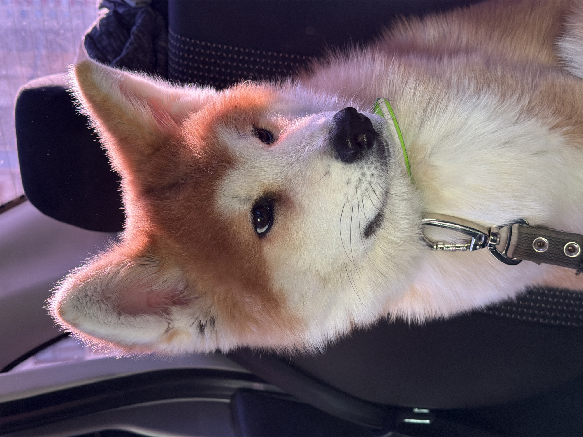 A close-up, horizontally oriented portrait features a fluffy Akita Inu dog lying down, with its head tilted slightly towards the viewer. The dog has a dense coat, primarily cream or white, with distinct reddish-brown or orange markings on its head, around its eyes, and on its pointed ears. Its dark, expressive eyes look directly at the camera, conveying a calm and curious expression. A black nose and fine whiskers are visible on its muzzle.
A thin, bright lime green collar encircles its neck. Further down, an olive green strap with a silver-colored metal clip, resembling a carabiner, is attached, likely part of a leash or harness.
The dog is positioned against a dark, possibly black or very dark grey, textured upholstered surface, which could be a car seat or a piece of furniture. The background is mostly dark, but a soft, diffused purple light emanates from an unseen source, backlighting the dog's fur, especially around its ears, creating a radiant halo effect. This warm, golden-hour-like illumination suggests either early morning or late afternoon.
The scene depicts a peaceful moment, with the dog resting but attentive. No visible text is present in the image. The location context provided is Chaikovsky, Russia.