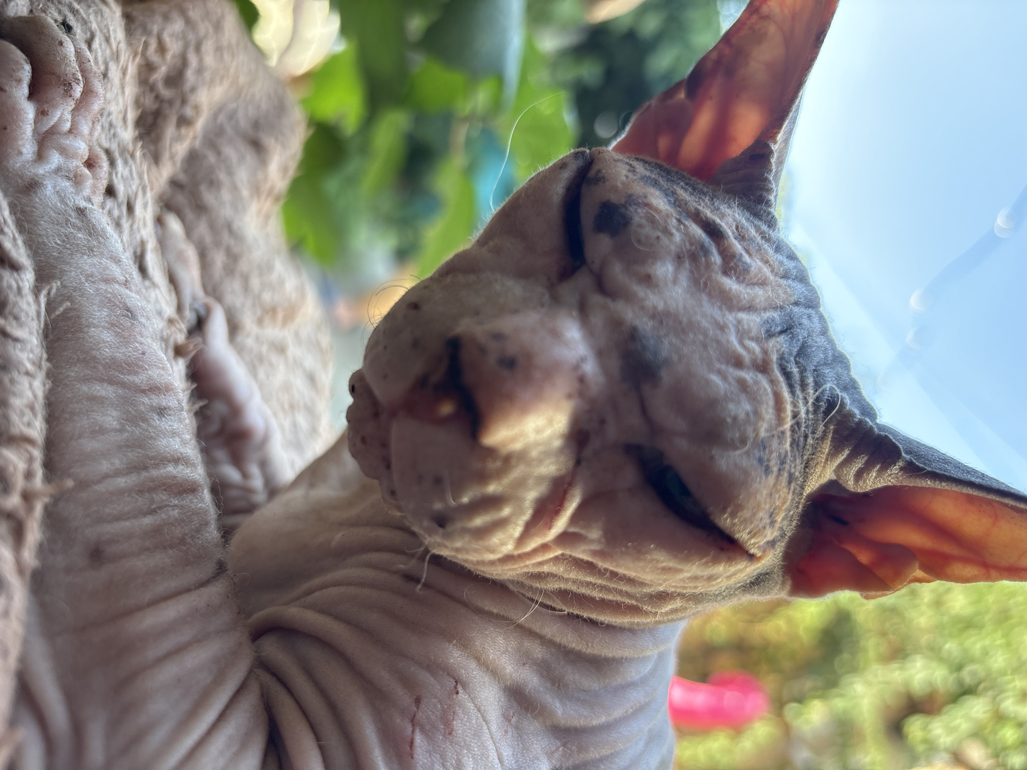 A close-up, low-angle shot focuses on the head and upper body of a Sphynx cat, indoors, with a soft focus background of greenery and sky, suggesting it is near a window. The cat's skin is wrinkled, a common trait of the breed, with dark spots visible on its head and ears. Its eyes are partially closed, and its mouth is slightly open, revealing a pink tongue. The cat is resting on a textured, light brown surface. In the background, out of focus, are green leaves and the bright blue sky. The overall impression is a relaxed, intimate portrait of a pet. The image does not provide any information that could be used to determine its location within the city of Almaty, Kazakhstan.