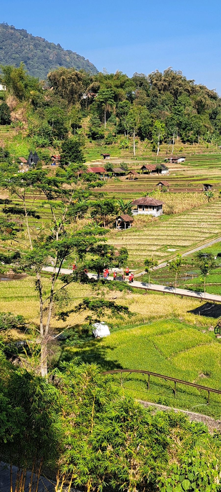 The image depicts a scenic vista of terraced rice paddies in Tretes, Indonesia, under a clear blue sky. In the foreground, lush green bamboo and other foliage are visible. A winding path, lined with trees, meanders through the landscape, with a group of people in red shirts walking along it. Several small structures, resembling huts or small houses with thatched or tiled roofs, are scattered throughout the rice fields. In the mid-ground, a prominent tree with a wide canopy casts shadows on the path and the surrounding greenery. The rice paddies themselves exhibit varying stages of growth, with some appearing bright green and others a golden hue. In the background, a lush, tree-covered mountain rises, completing the natural and serene environment.