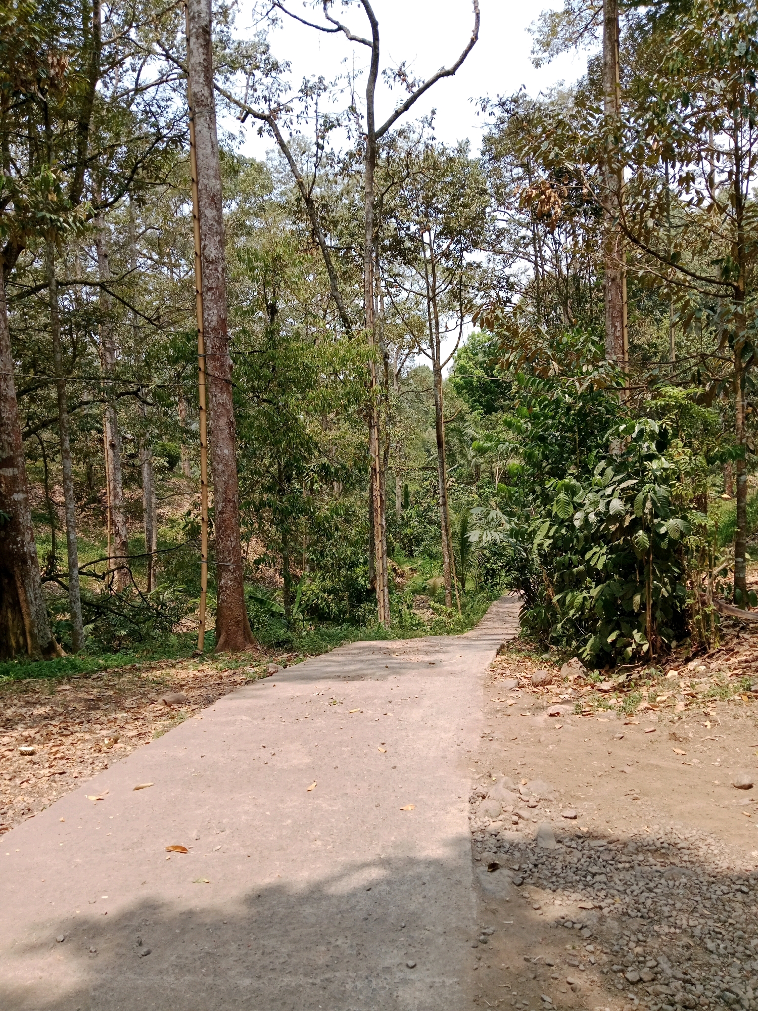 The image depicts a paved pathway winding through a dense forest in Leuwikoja, Indonesia. The pathway is made of concrete and appears to be a gently sloping road. Fallen leaves and small stones litter the edges of the path and the surrounding forest floor. Tall, slender trees with brown bark dominate the scene, interspersed with lush green foliage and smaller plants. Sunlight filters through the canopy, casting shadows on the pathway. There are no people or animals visible in the image. The overall impression is one of a natural, serene forest environment with a man-made path cutting through it.