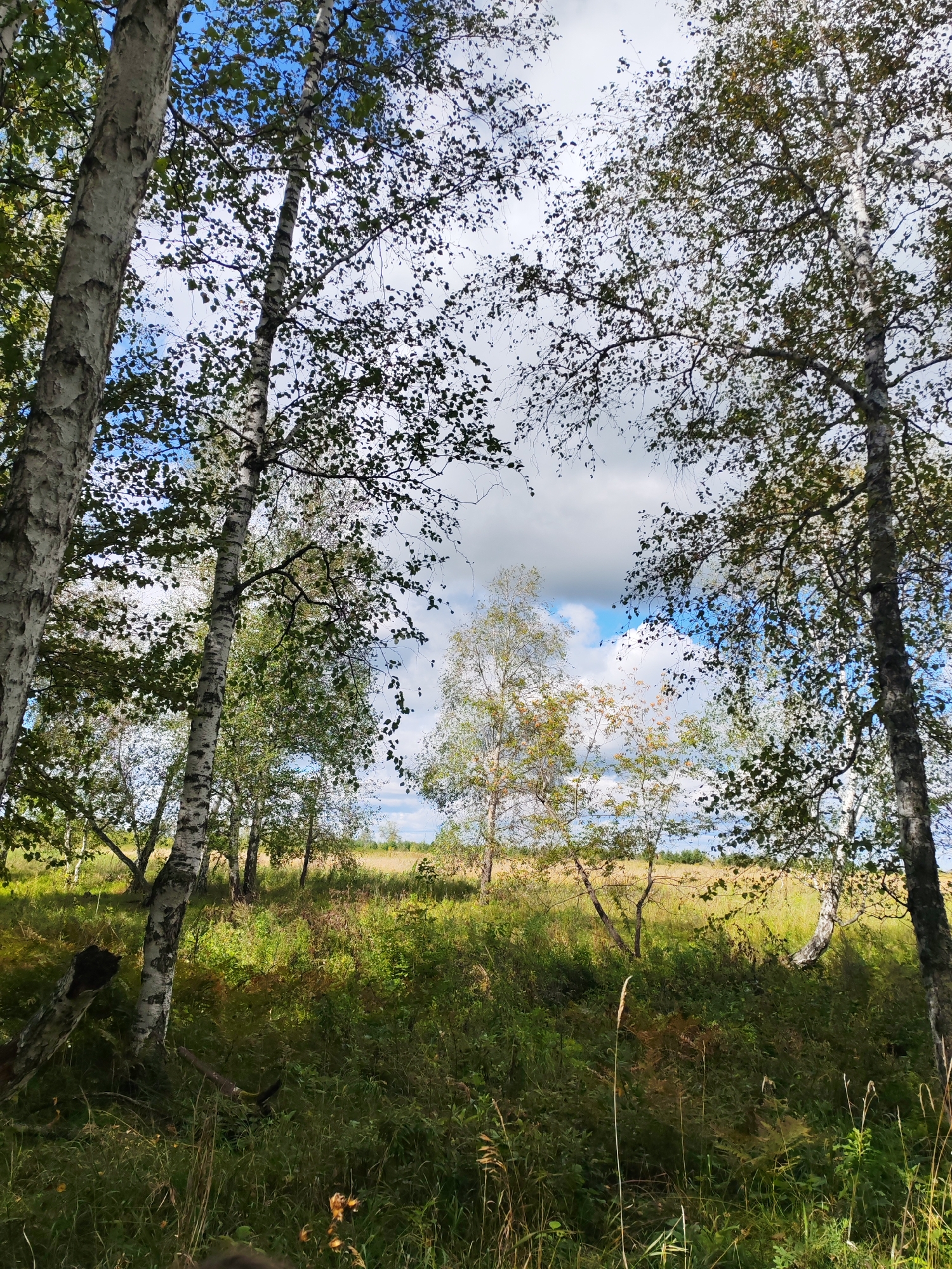 An eye-level, medium shot captures a sunlit birch forest with a field in the distance. In the foreground, tall birch trees with white, peeling bark and green leaves dominate the left and right sides of the frame, their branches reaching towards a bright, cloudy sky. The ground is covered in lush green grass and various smaller plants. A fallen log is visible on the left side, leaning against a tree. In the middle ground, more birch trees are scattered, some showing hints of autumn colors. Beyond the trees, a golden field stretches towards the horizon, meeting a line of dark trees under a sky filled with white clouds and patches of blue. The lighting suggests it is daytime.