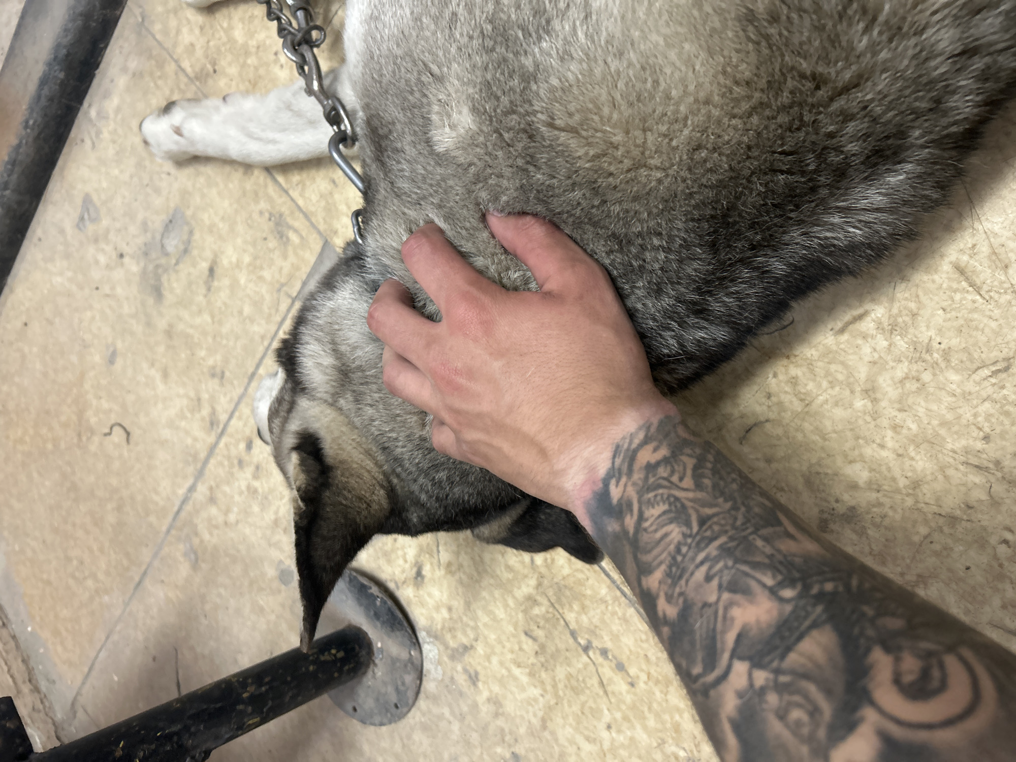 The image captures a high-angle, close-up view of a person's arm petting a dog lying on a light-colored, worn floor. The dog, likely a Husky or Malamute, has thick gray and white fur, with its head visible in the lower-left portion of the frame. A silver metal chain is attached to a collar around the dog's neck.
The person's bare forearm, heavily adorned with intricate black and gray tattoos depicting various figures and patterns, enters the frame from the right. The hand is gently stroking the dog's fur around its neck and back, indicating an affectionate interaction. The dog appears calm and relaxed.
The floor is a pale, possibly beige or cream, tiled or linoleum surface, showing considerable wear, dirt, and scratches. A dark, possibly metal, bar with a circular base is visible in the bottom-left corner of the image, resting on the floor. The setting appears to be indoors. No text is visible. The location is Kalchevo, Bulgaria.