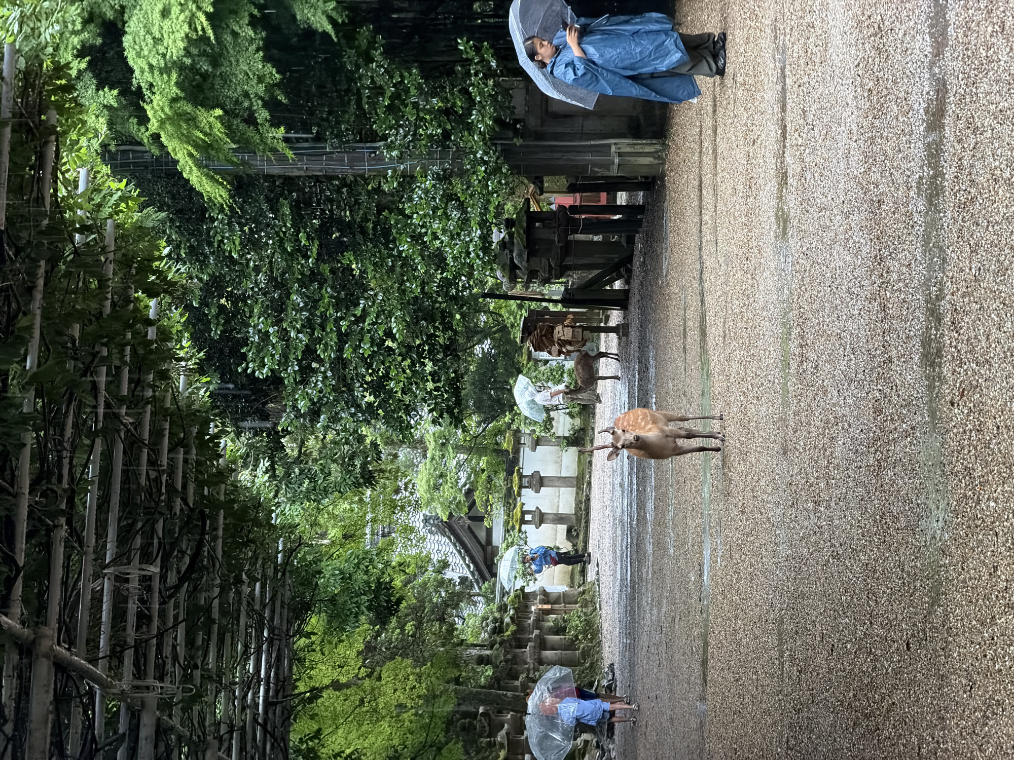 The image depicts an outdoor path within a forested area, confirmed to be Nara Park in Nara, Japan, during a rainy period. The path is covered with light-colored gravel, visibly wet with numerous puddles and streaks of standing water. Overhead, a green vine-covered trellis forms a canopy, with dense green foliage and trees lining both sides of the path.
In the foreground-center, a young Sika deer with short antlers stands facing the viewer on the wet gravel path. To the left, a line of traditional Japanese stone lanterns (tōrō), some covered in moss, extends into the background. Two individuals walk away from the viewer on the left side of the path, both sheltered by clear plastic umbrellas; the closer individual wears a light blue top. Further back on the left, another person in a blue jacket holds a clear umbrella.
In the center-background, a traditional Japanese building with a distinctive dark-tiled roof is visible behind additional stone lanterns. On the right side of the path, a person wearing a blue poncho holds a clear umbrella and looks down at a mobile phone. Another Sika deer is partially visible behind and to the left of this person. Further into the background on the right, another person under a clear umbrella stands near another deer. A dark wooden pole or structure is present amidst the trees on the right side. The overall lighting is soft and diffused, consistent with an overcast, rainy day.
