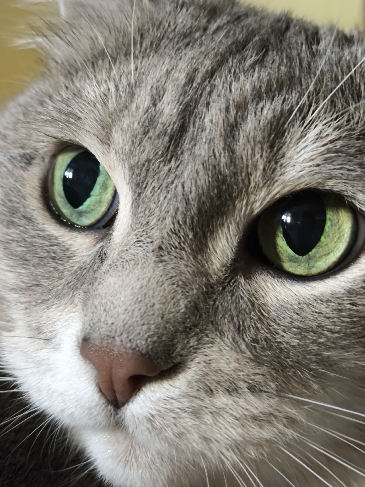 A close-up, eye-level shot focuses on the face of a domestic cat, with a shallow depth of field. The cat's fur is a mix of gray and white, with subtle tabby markings. The most striking features are its large, bright green eyes with black pupils, which are centrally located and sharp. The cat's pink nose and white whiskers are also visible. The background is out of focus, appearing as a blurry yellow.