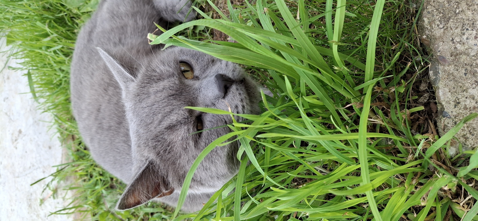 A short-haired domestic cat with a uniform grey coat and yellow-amber eyes is depicted lying on its abdomen on a patch of green grass. The cat's head is oriented towards the viewer. Its left eye (viewer's right) is open, revealing the yellow-amber iris, while its right eye (viewer's left) is partially closed, conveying a winking or relaxed expression. A dark grey nose is visible. Lush, vibrant green grass blades occupy the foreground, partially obscuring the lower portion of the cat's face. Behind the cat, more green grass is visible, transitioning into a light grey, rough-textured concrete or stone surface in the upper background and along the bottom right edge of the frame. The scene is illuminated by natural daylight. This event occurred in the city of Chaikovsky, Russia.