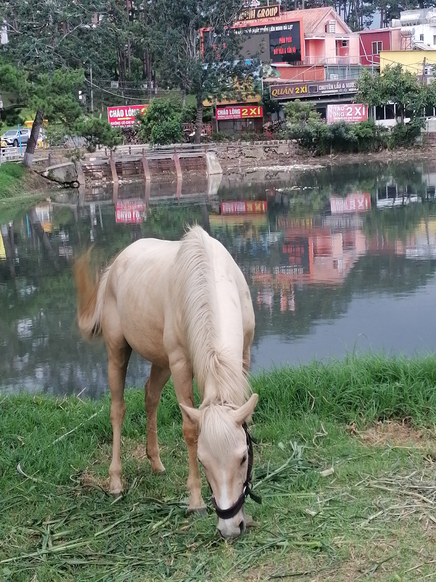 A light-colored horse with a black halter grazes on green grass in the foreground, its head lowered to the ground. The horse is positioned on the bank of a body of water that reflects the buildings and trees on the opposite shore. In the background, several colorful buildings with signs are visible, including some with Vietnamese text. The overall environment appears to be a park or scenic area in Da Lat, Vietnam, possibly near Xuan Huong Lake, given the presence of water, greenery, and commercial establishments. The sky is overcast.