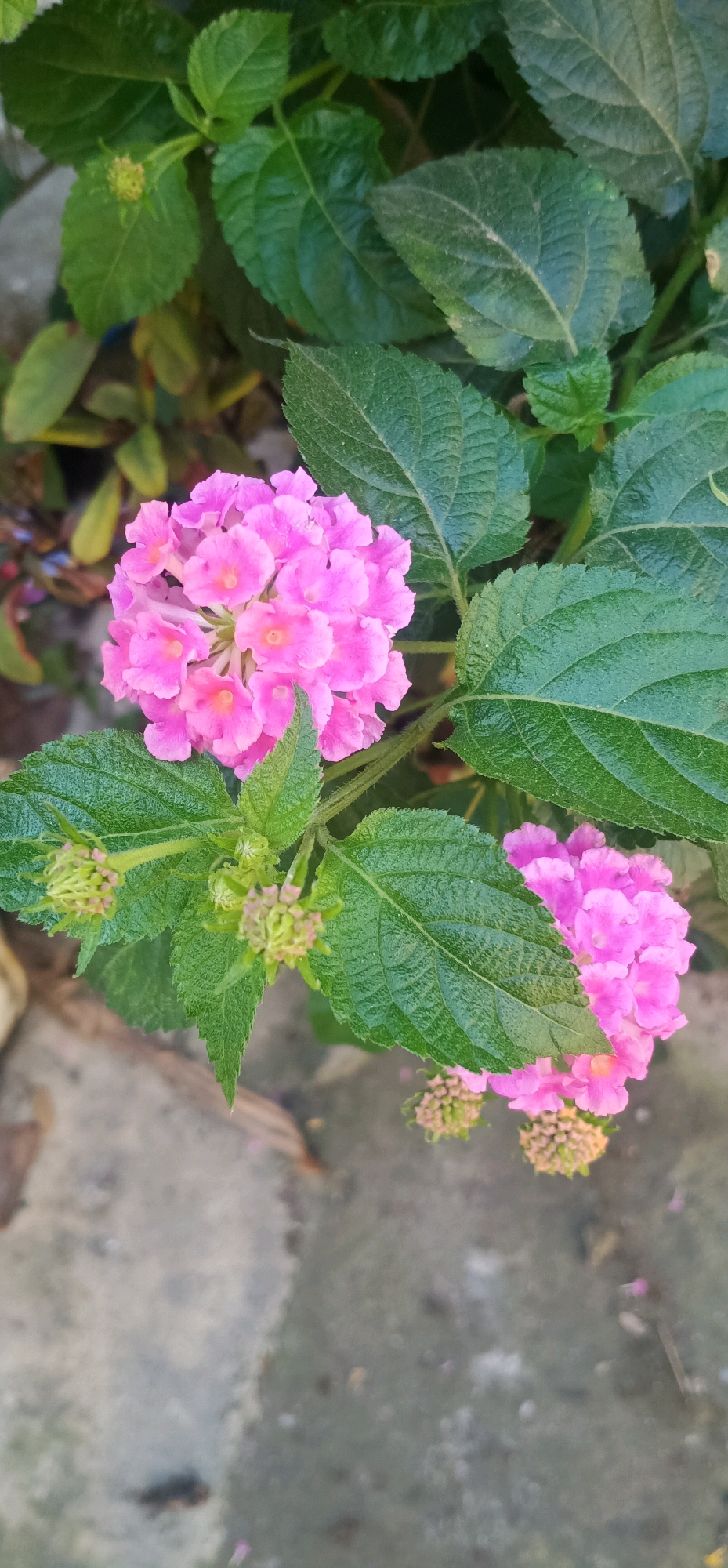 This is a close-up, top-down, eye-level shot of a cluster of bright pink Lantana flowers in bloom, set against lush green foliage. The flowers are arranged in a spherical shape, with individual florets visible. Some unopened buds, also pinkish, are present on the stems, along with other green buds that appear to be in an earlier stage of development. The leaves are broad, deeply veined, and have a slightly rough texture. The background is a mix of blurred green foliage and a concrete or paved surface in a muted gray tone. There are no people or animals visible. The scene suggests a garden or outdoor planting area in Gambarsari, Indonesia, possibly near a walkway or patio. The lighting indicates it is daytime, with diffused light creating subtle shadows on the leaves and flowers.