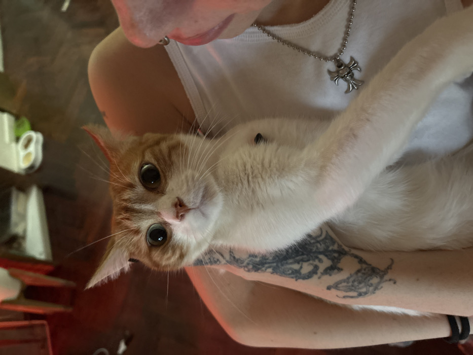 A person with a lip piercing and a cross necklace is holding an orange and white cat with wide, curious eyes. The cat's paws are wrapped around the person's arm, where a tattoo is visible. A glimpse of a white tank top is present. The background shows a dimly lit interior with blurry objects on a table.